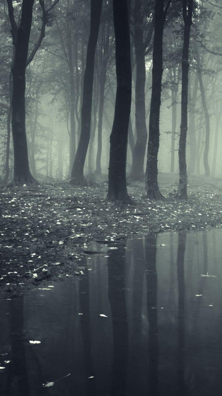 720x1280 Dark Forest HD Mobile Wallpaper
