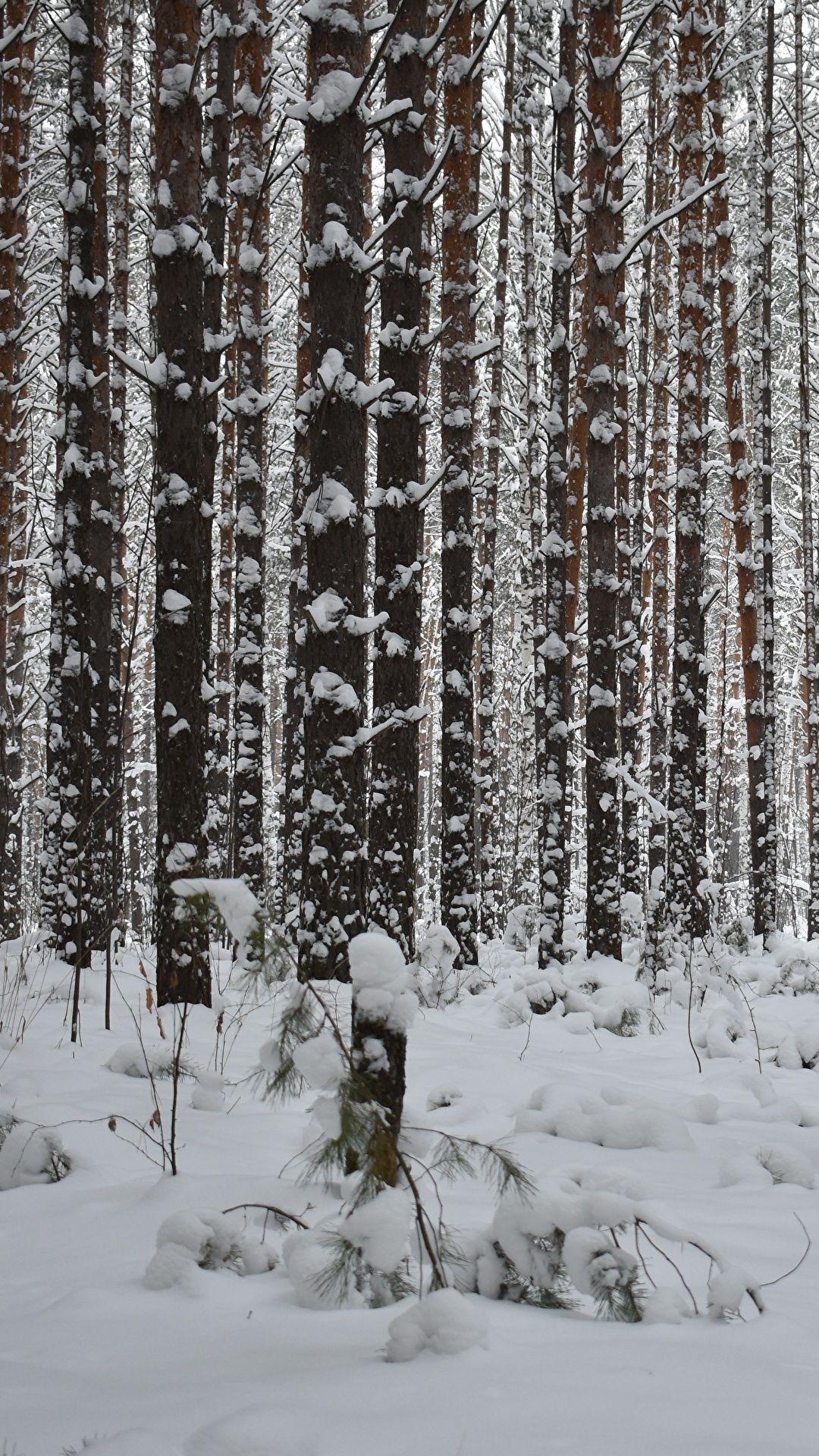 1080x1920 Desktop Wallpaper Nature Winter Snow forest Trunk tree
