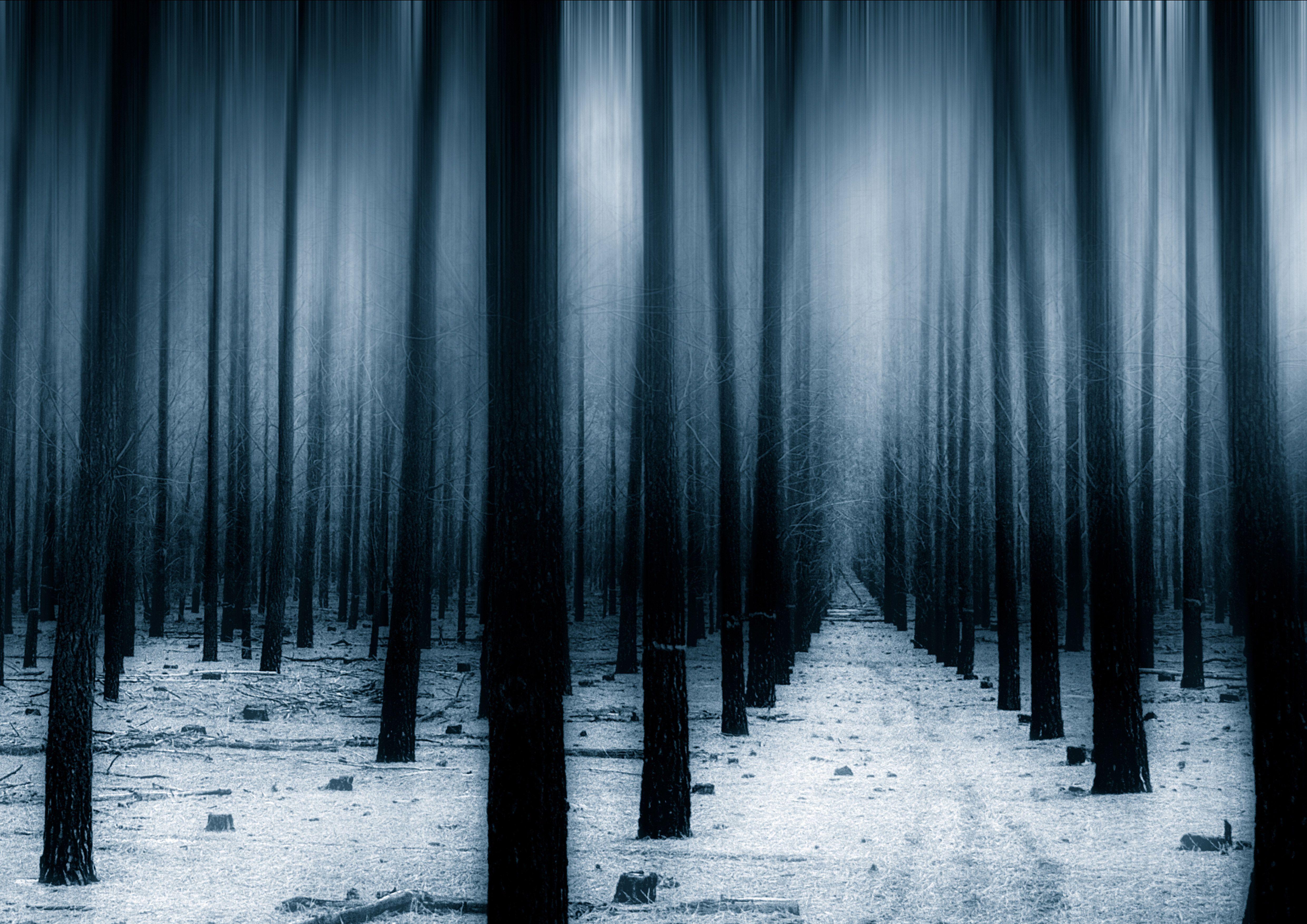 4961x3508 Dark Forest Woods Snow Winter 8k Forest With Snow, HD