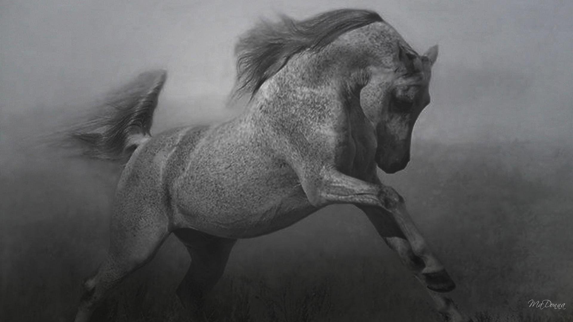 1920x1080 Horse Black And White