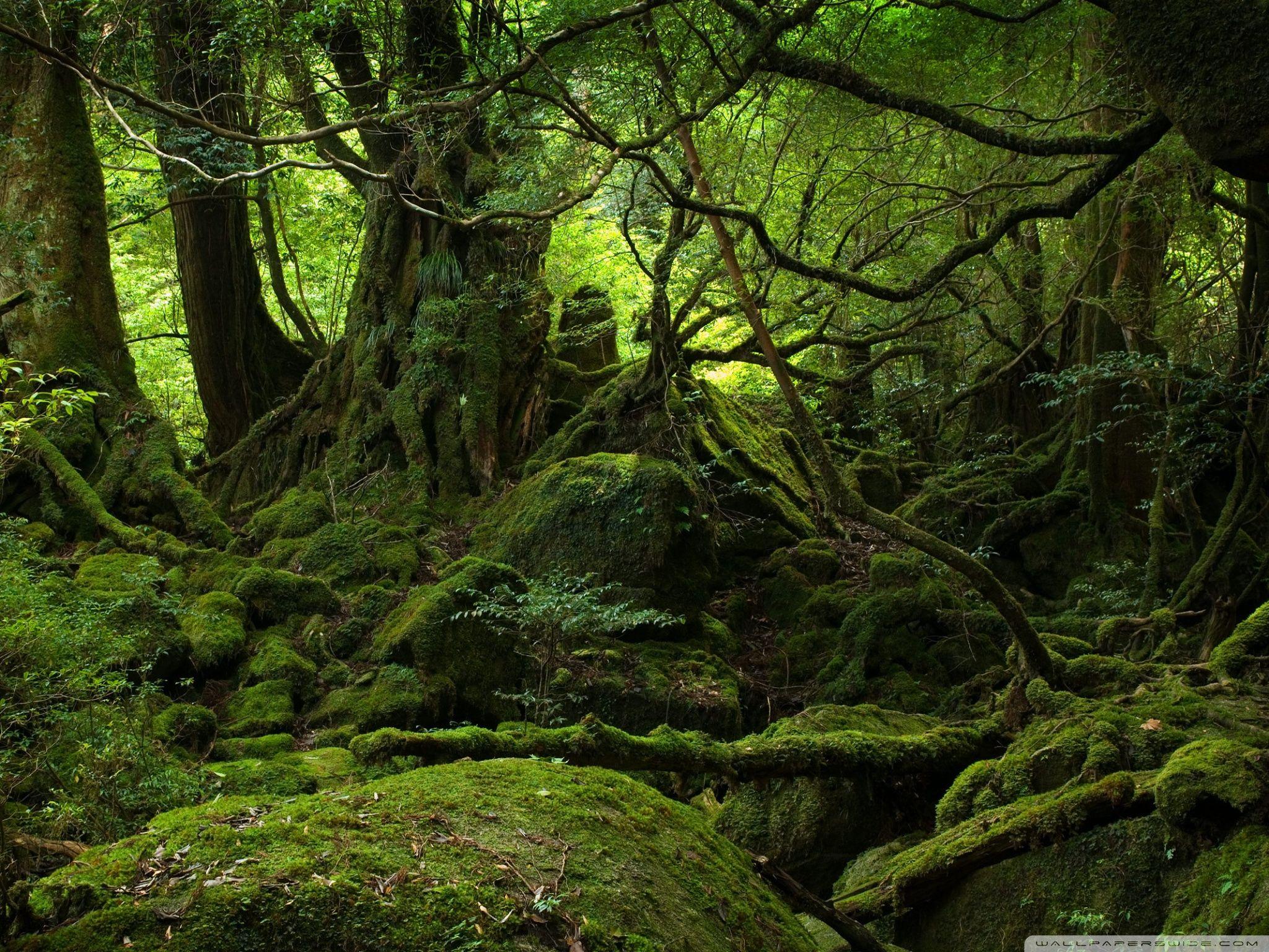 2048x1536 Rainforest Ultra HD Desktop Background Wallpaper for 4K UHD TV : Multi Display, Dual Monitor : Tablet