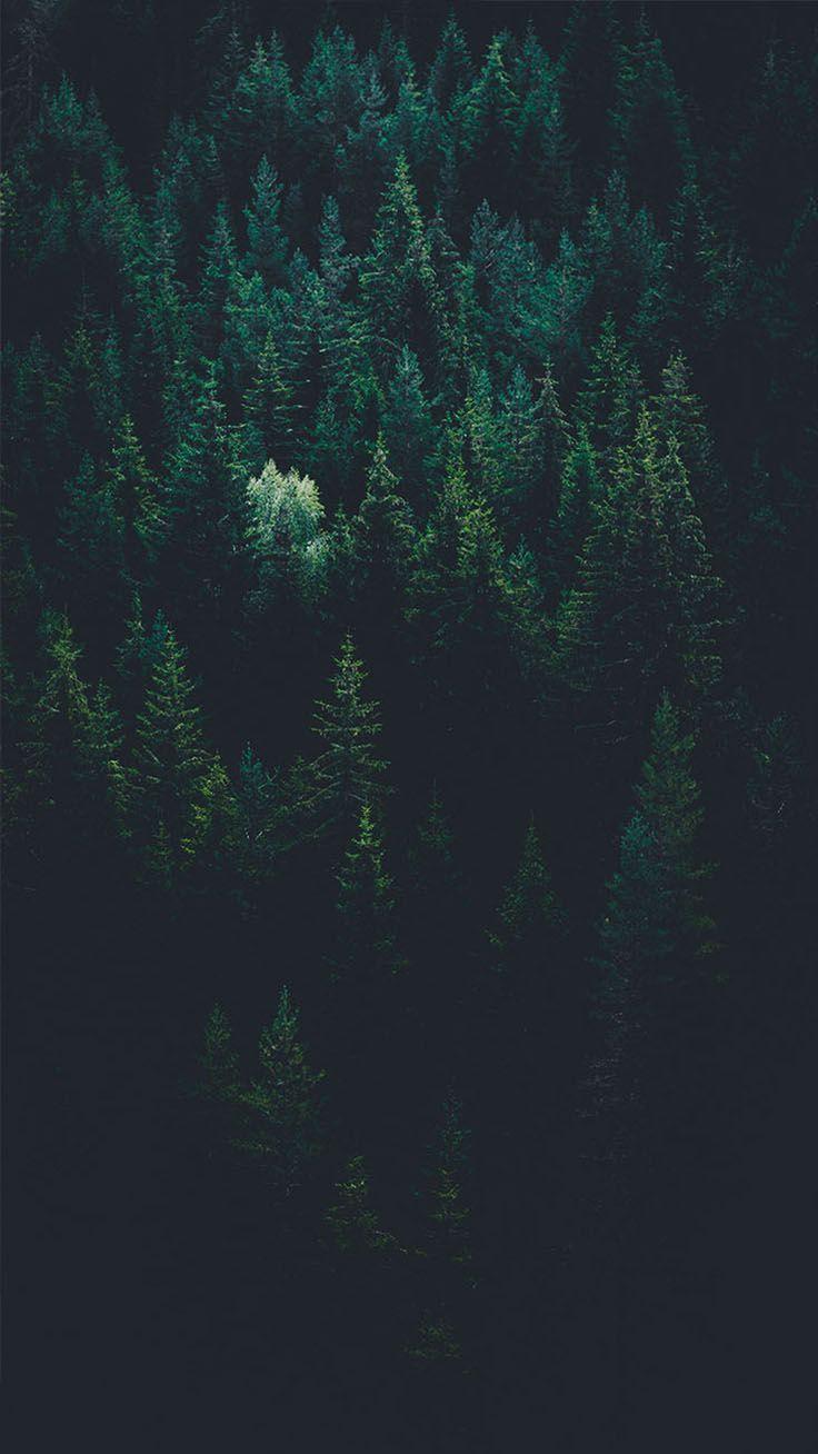Beautiful Forest iPhone Wallpaper  iPhone Wallpapers