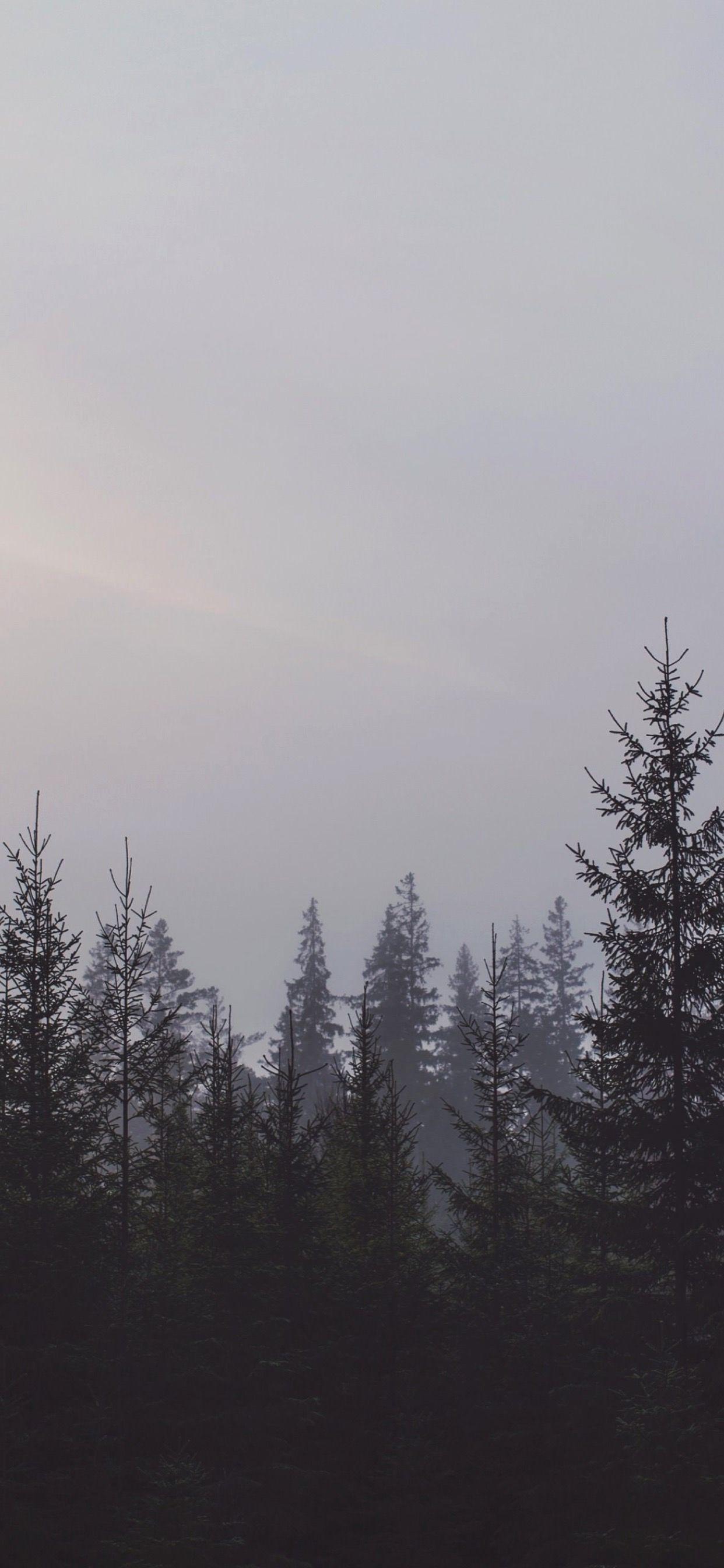 Download Nocturnal Dark Winter Forest Iphone Wallpaper  Wallpaperscom