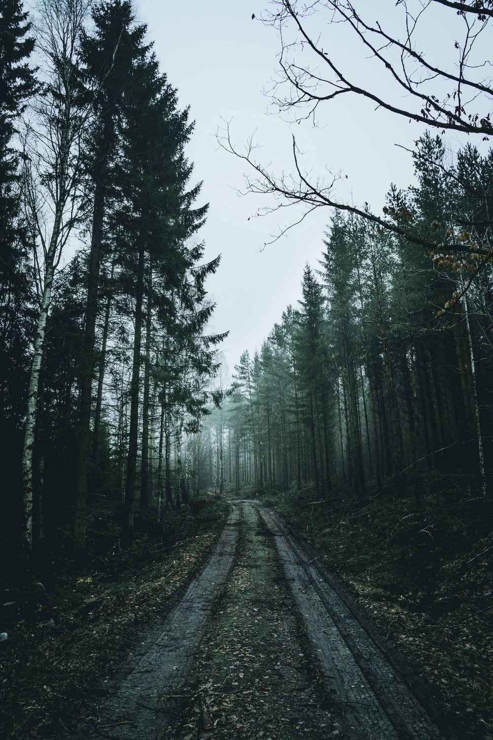 1000x1500 Background best free background, street, forest