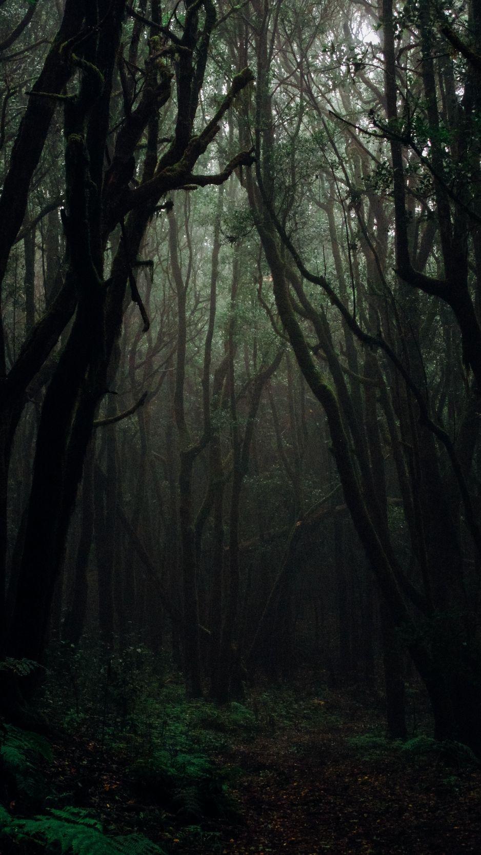 938x1668 Download wallpaper 938x1668 forest, fog, trees, branches