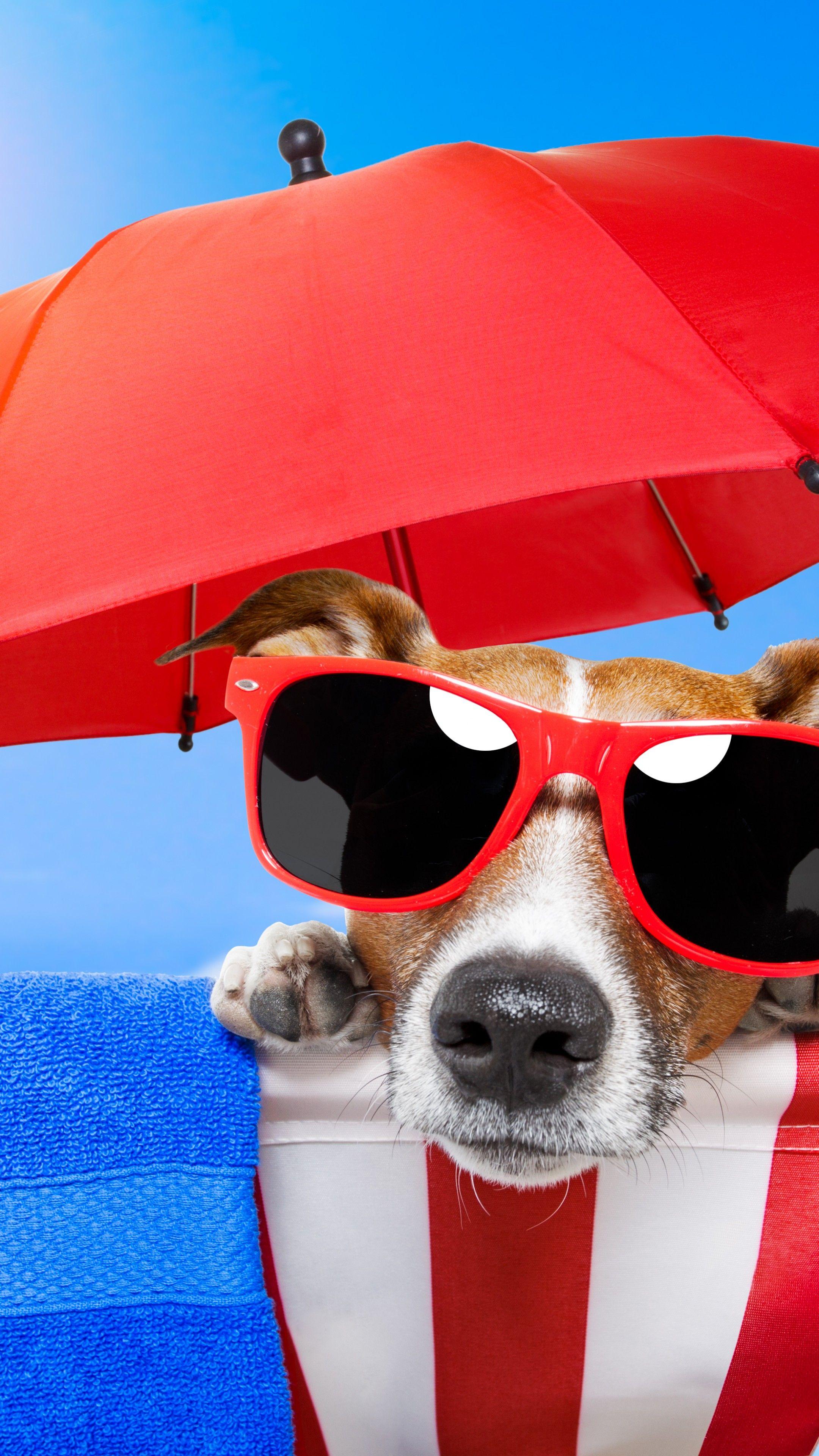 2160x3840 Wallpaper Dog, puppy, sun, summer, beach, sunglasses