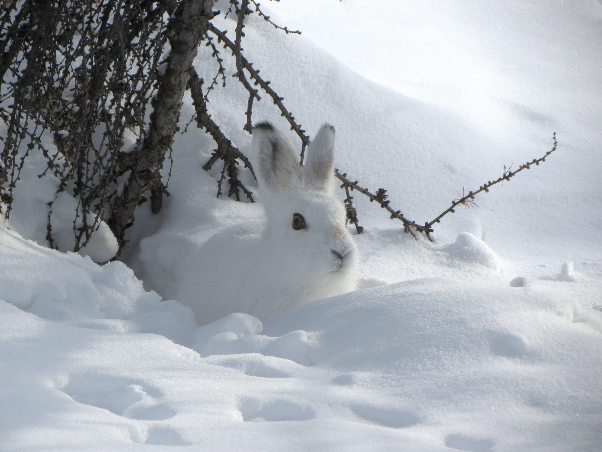 2048x1536 Hình nền HD thỏ trắng trong tuyết