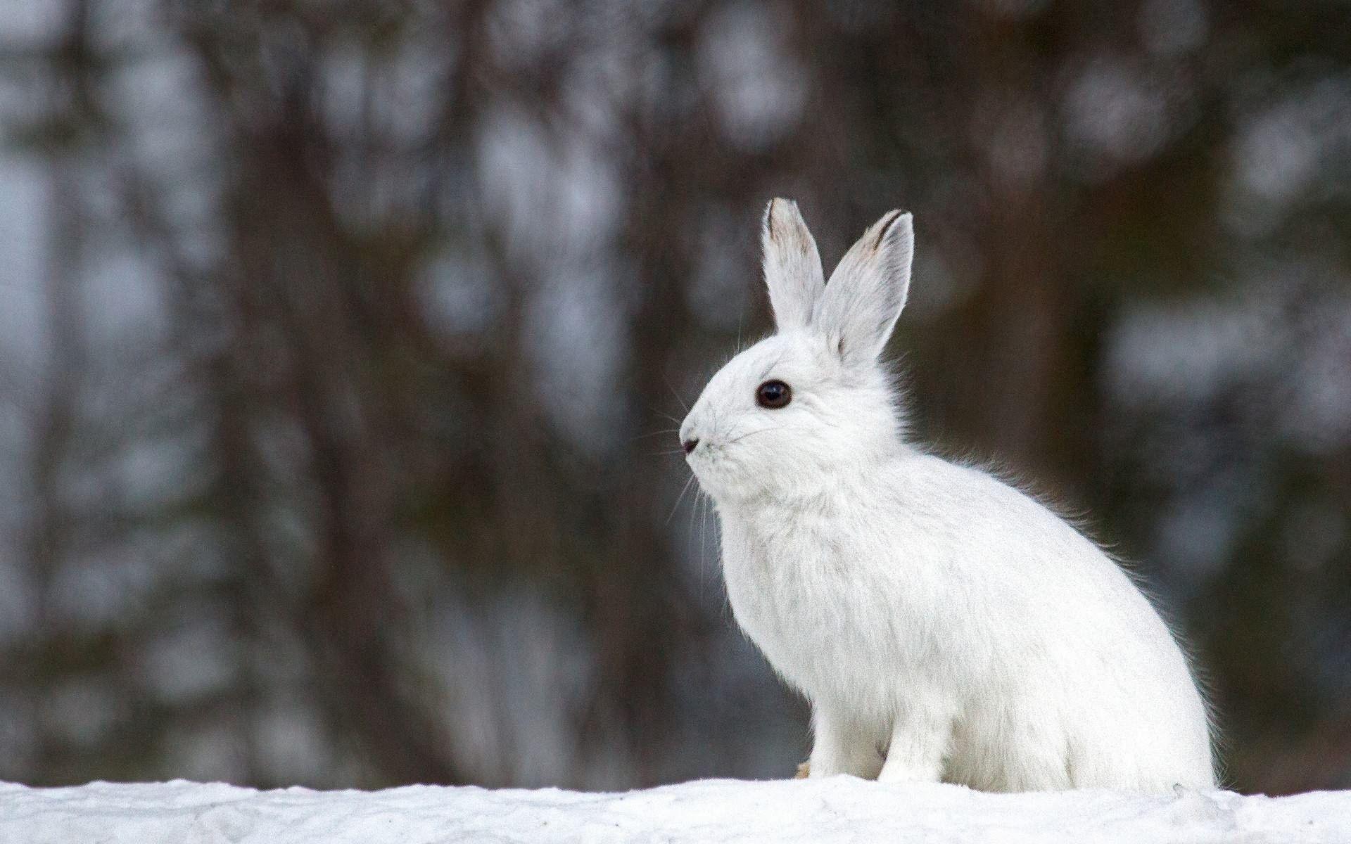 Snow Rabbit Wallpapers Top Free Snow Rabbit Backgrounds WallpaperAccess