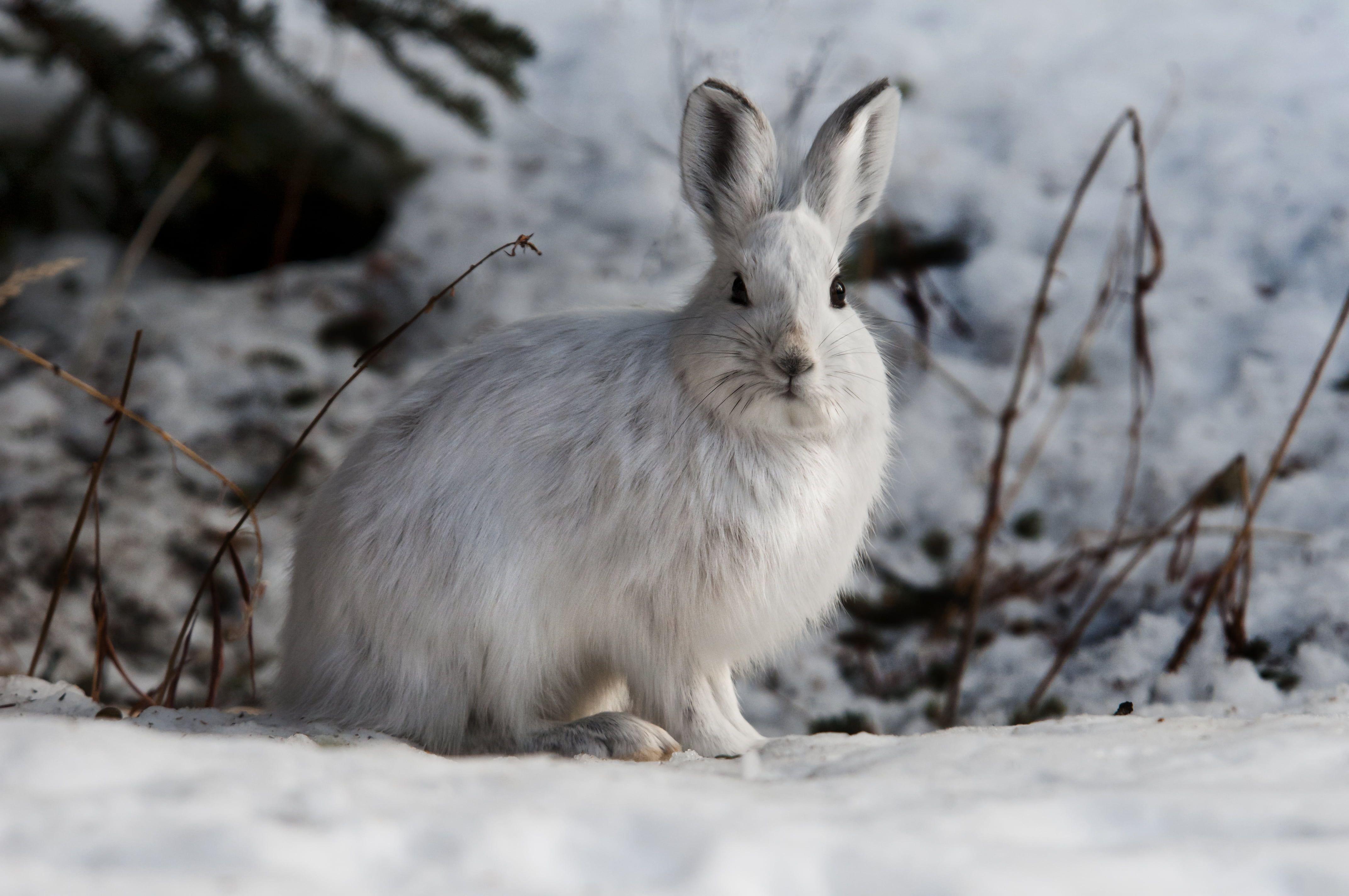 Snow Rabbit Wallpapers Top Free Snow Rabbit Backgrounds Wallpaperaccess