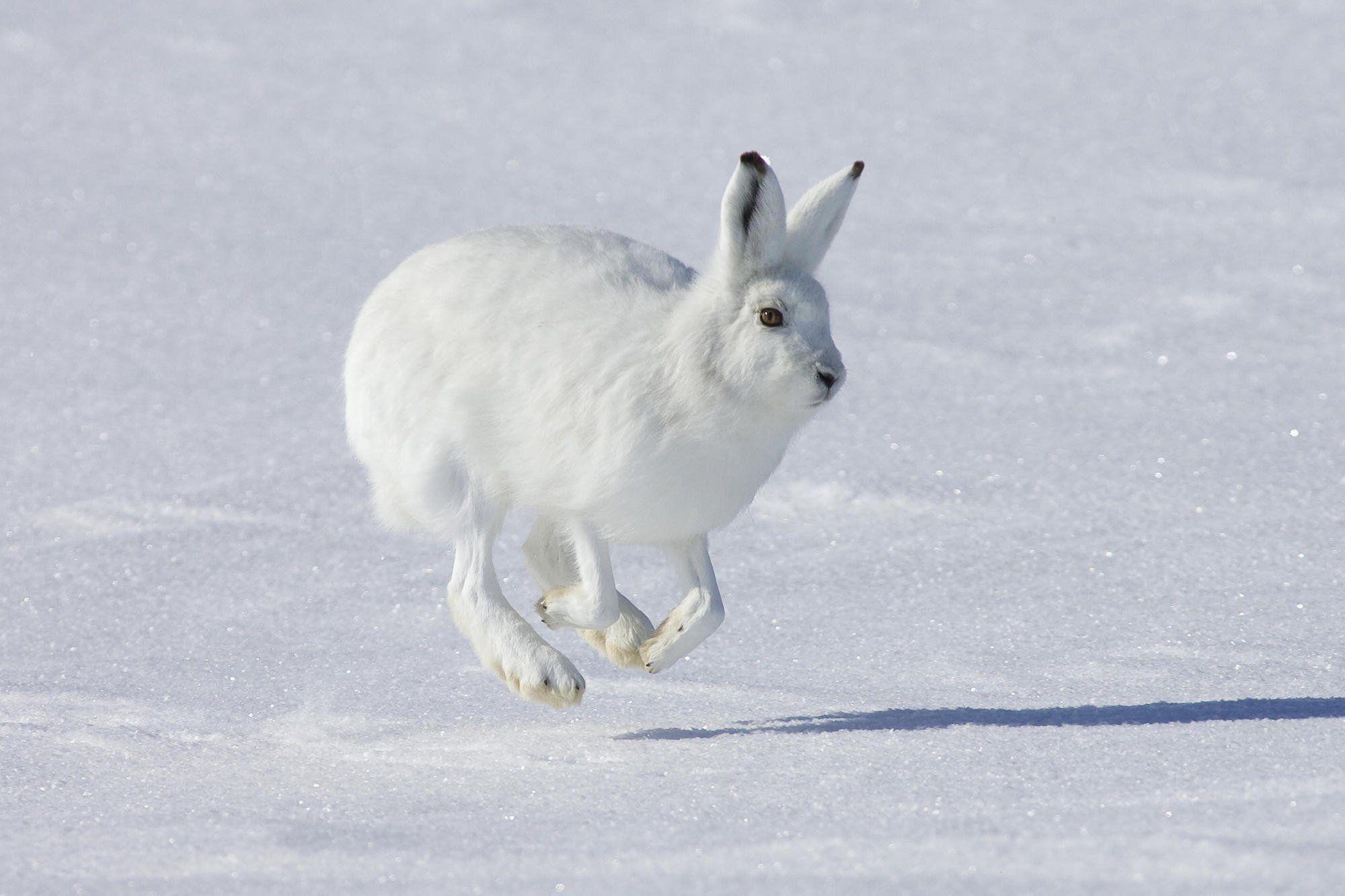 Snow Rabbit Wallpapers Top Free Snow Rabbit Backgrounds WallpaperAccess Snow Rabbit Wallpapers Top Free Snow Rabbit Backgrounds WallpaperAccess