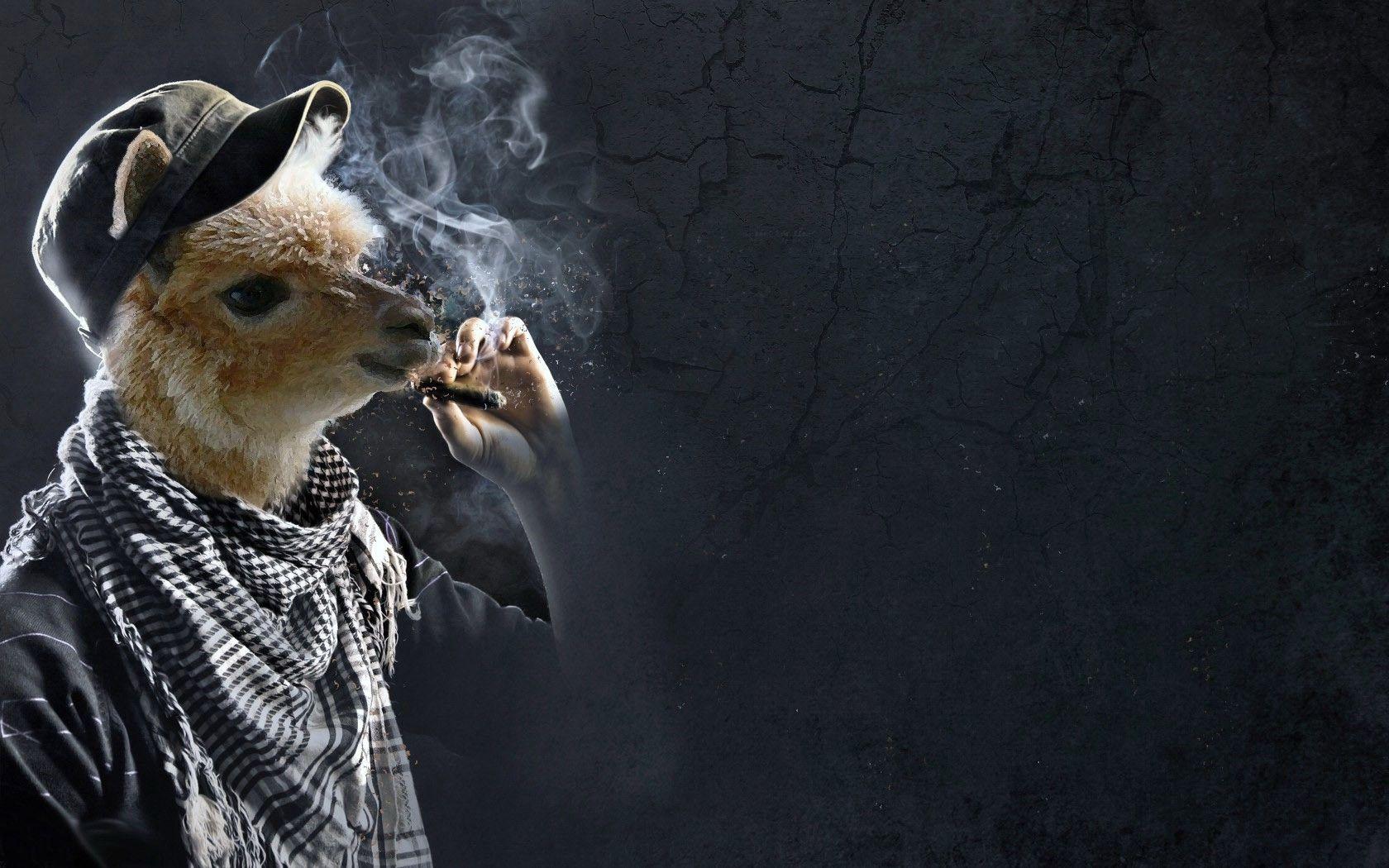 1680x1050 Llama Smoking Funny Wallpaper HD / Desktop and Mobile Background