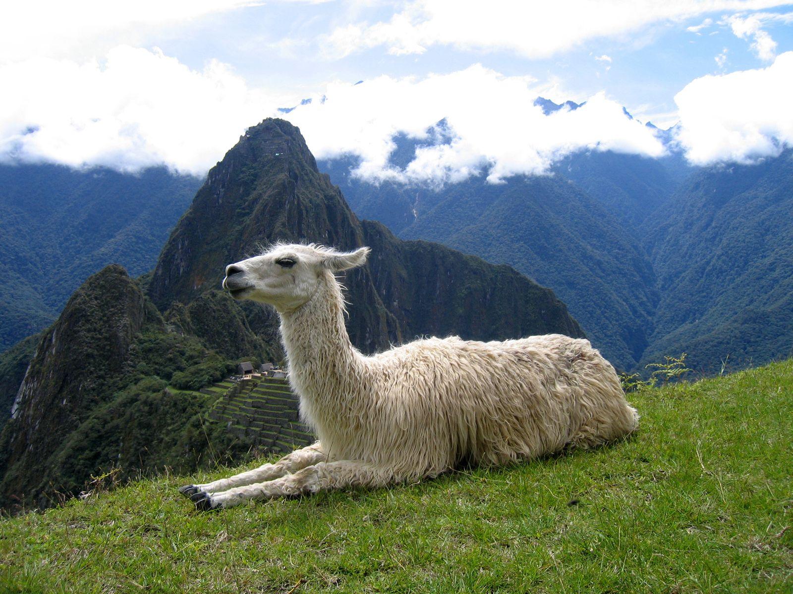 1600x1200 High Quality Llama Wallpaper. Full HD Picture