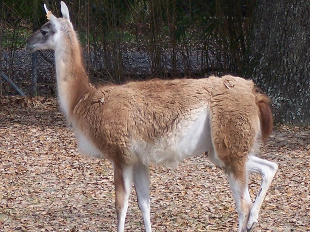 1024x768 High Quality Llama Wallpaper. Full HD Picture