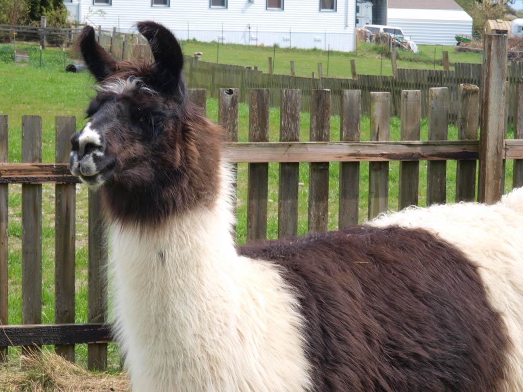 1024x768 High Quality Llama Wallpaper. Full HD Picture