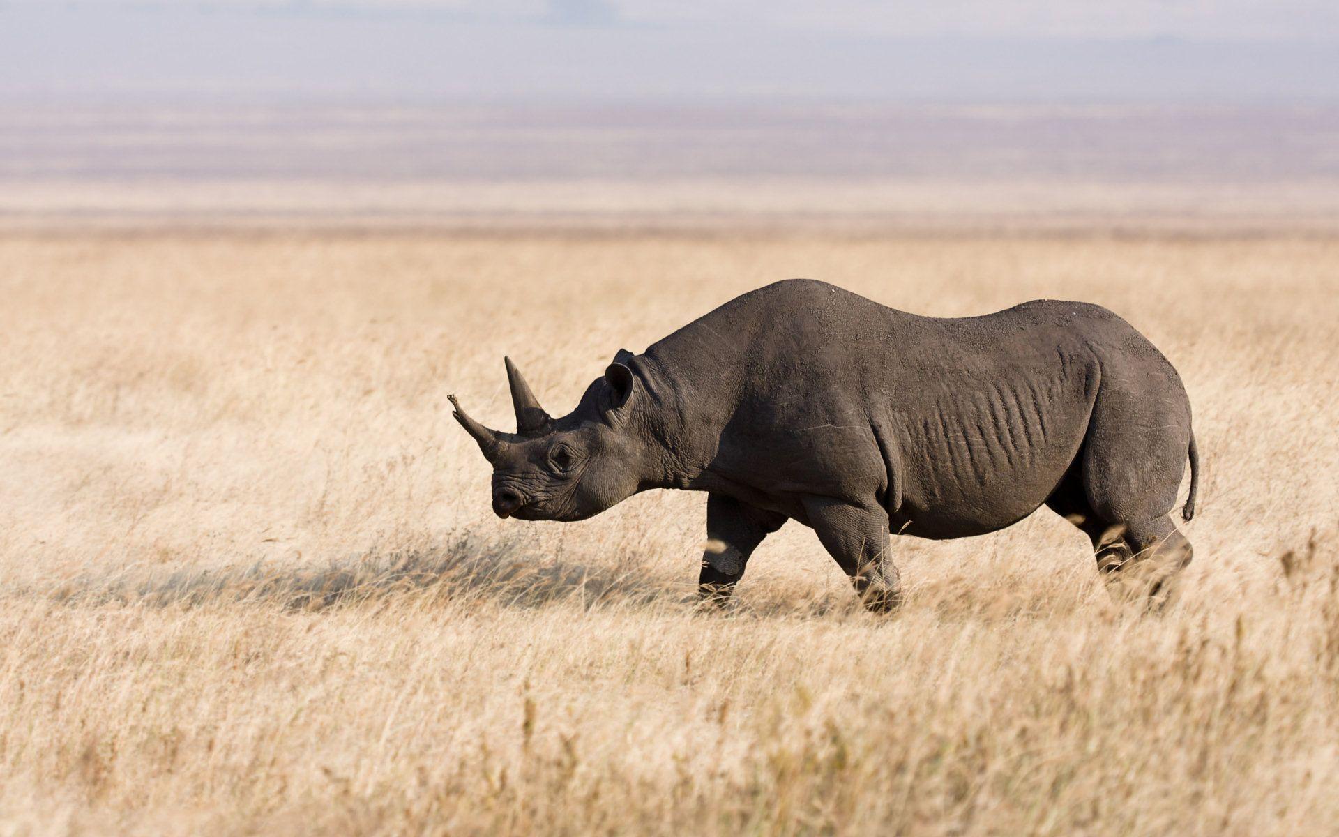 1920x1200 Rhinoceros Wallpaper Animal Spot