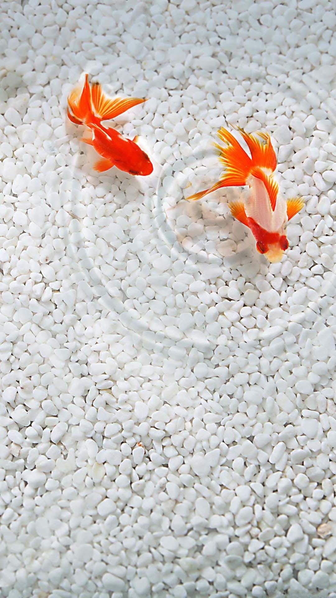 1080x1920 Wallpaper for Samsung Galaxy S4 of HD