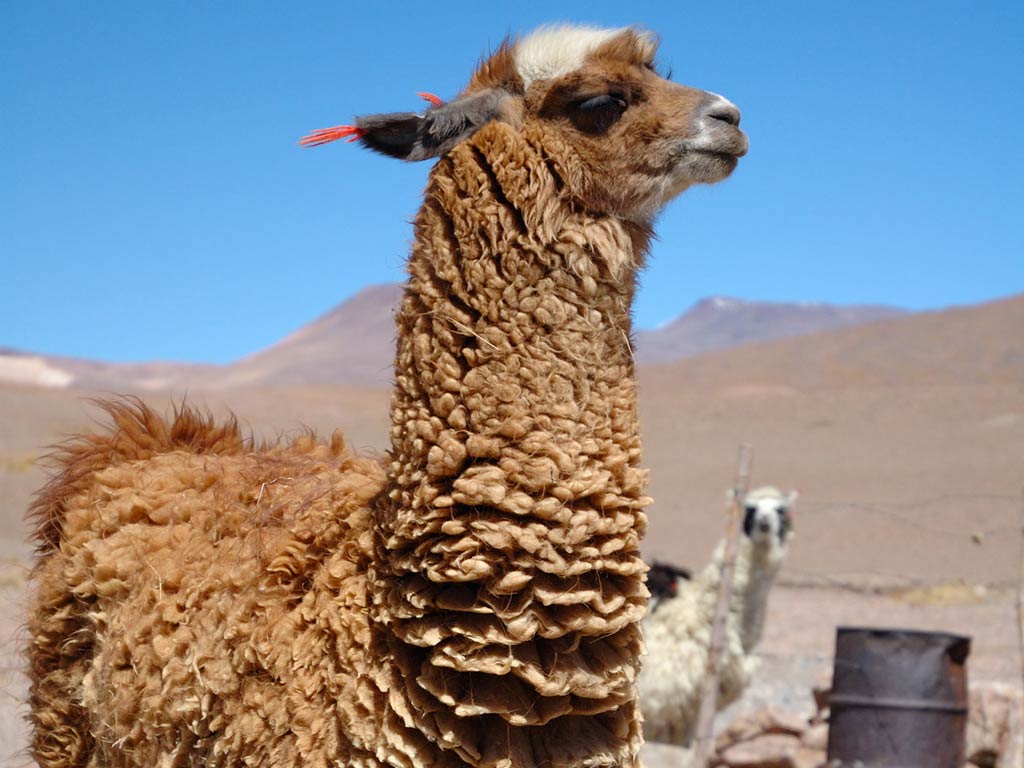 1024x768 High Quality Llama Wallpaper. Full HD Picture