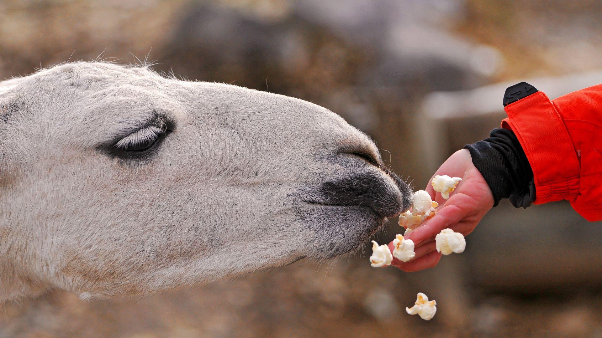 1920x1080 Llama Wallpaper. Animals Wallpaper Gallery