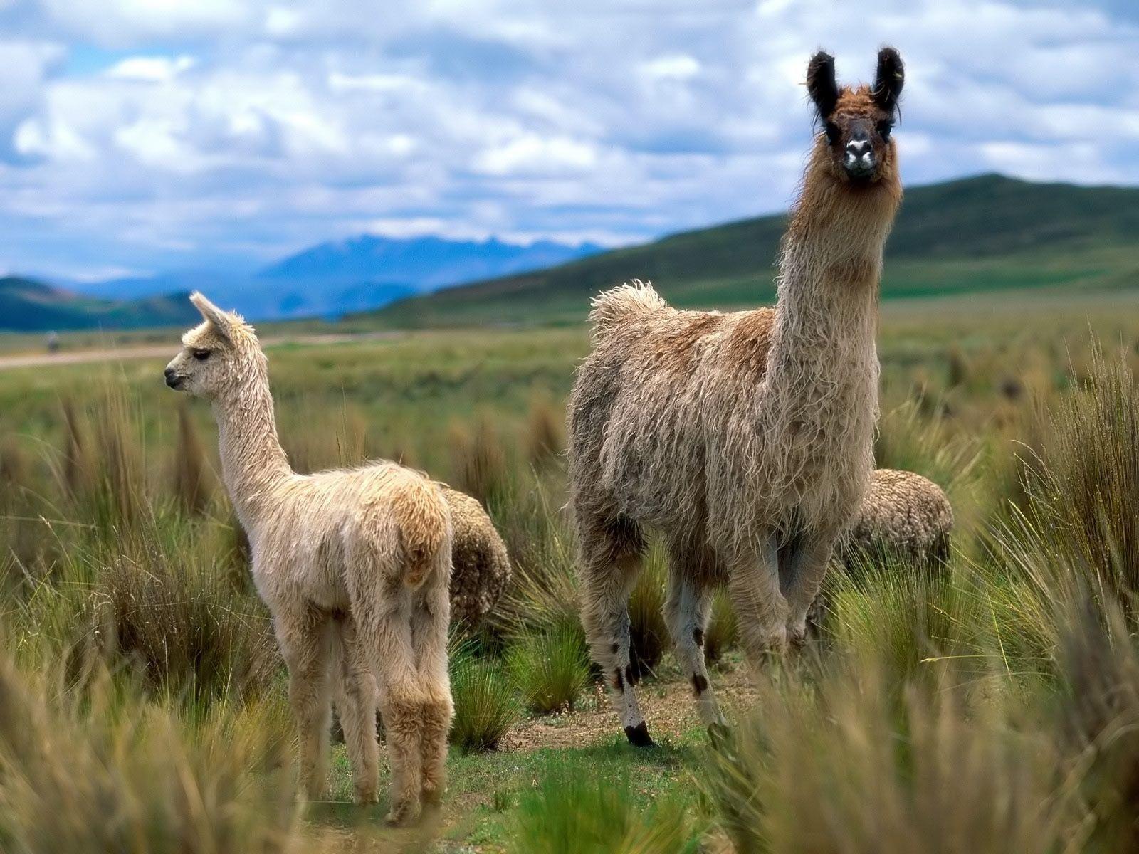 1600x1200 HD Llama Photo 12193