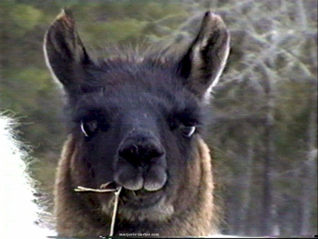 1024x768 Free Wallpaper Blog: llama wallpaper