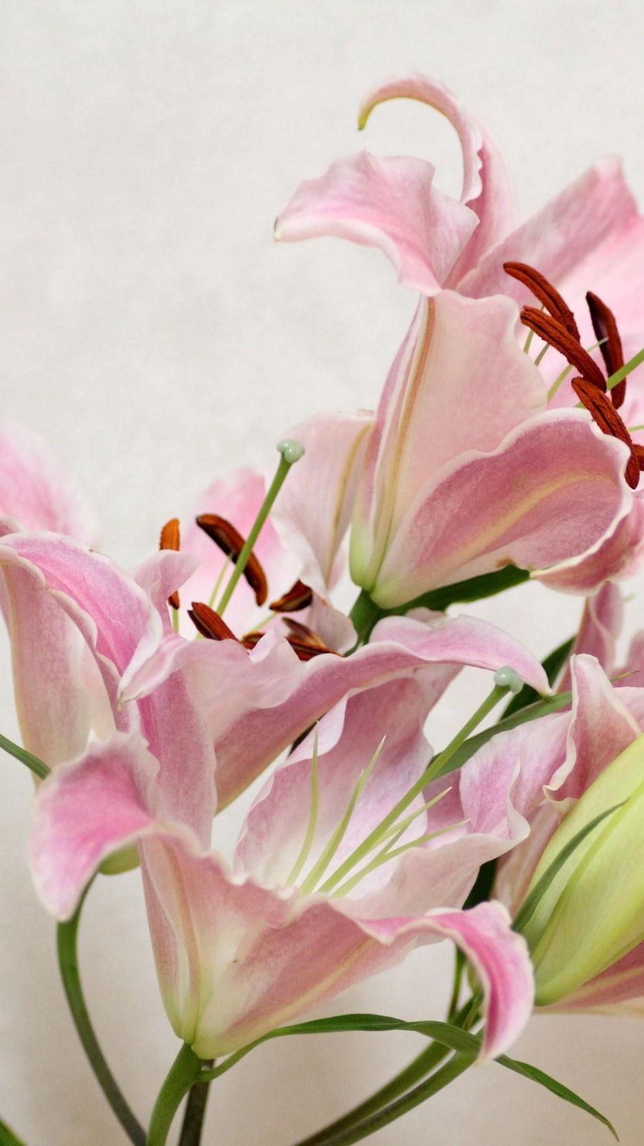 938x1668 Download wallpaper 938x1668 lily, flower, bud, stamens