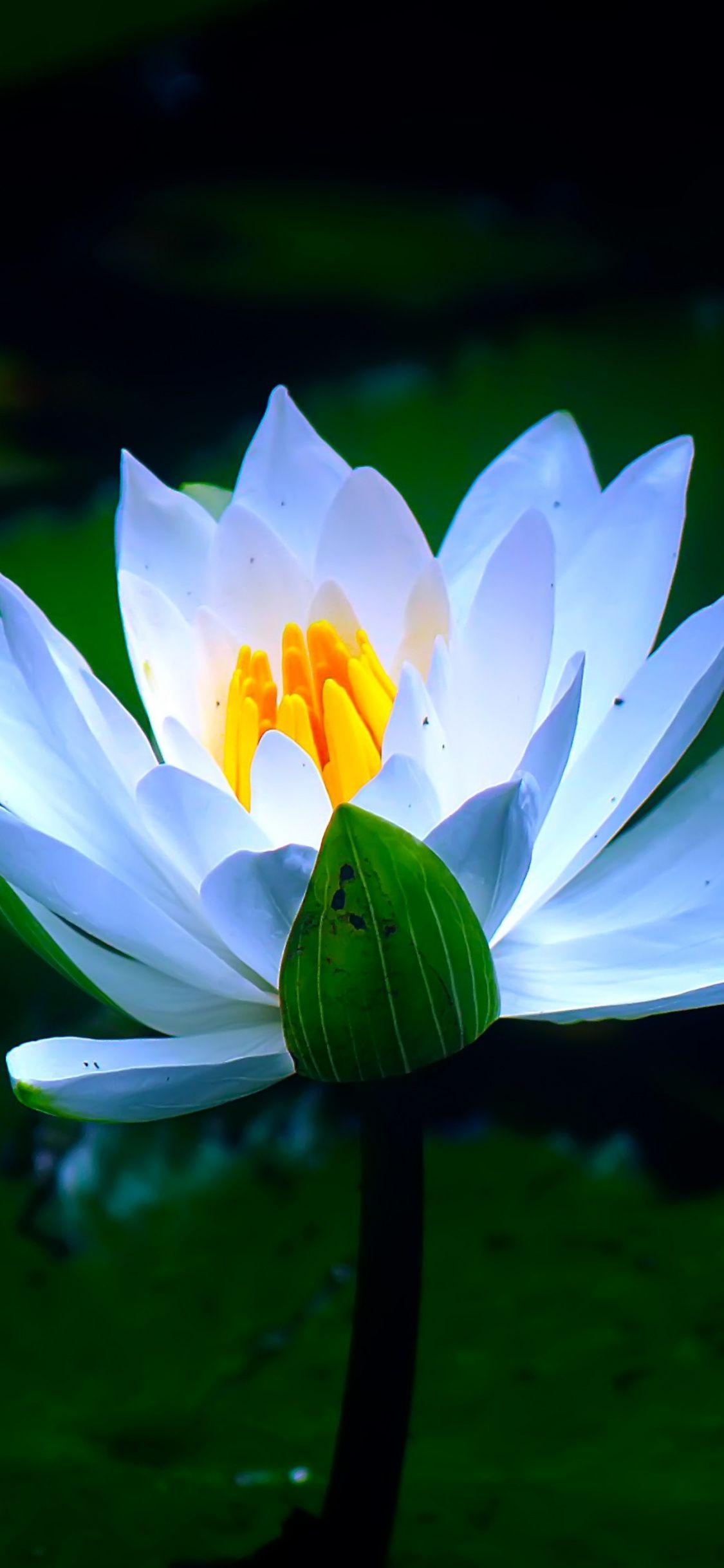 Water and Flower Wallpapers Top Free Water and Flower Backgrounds