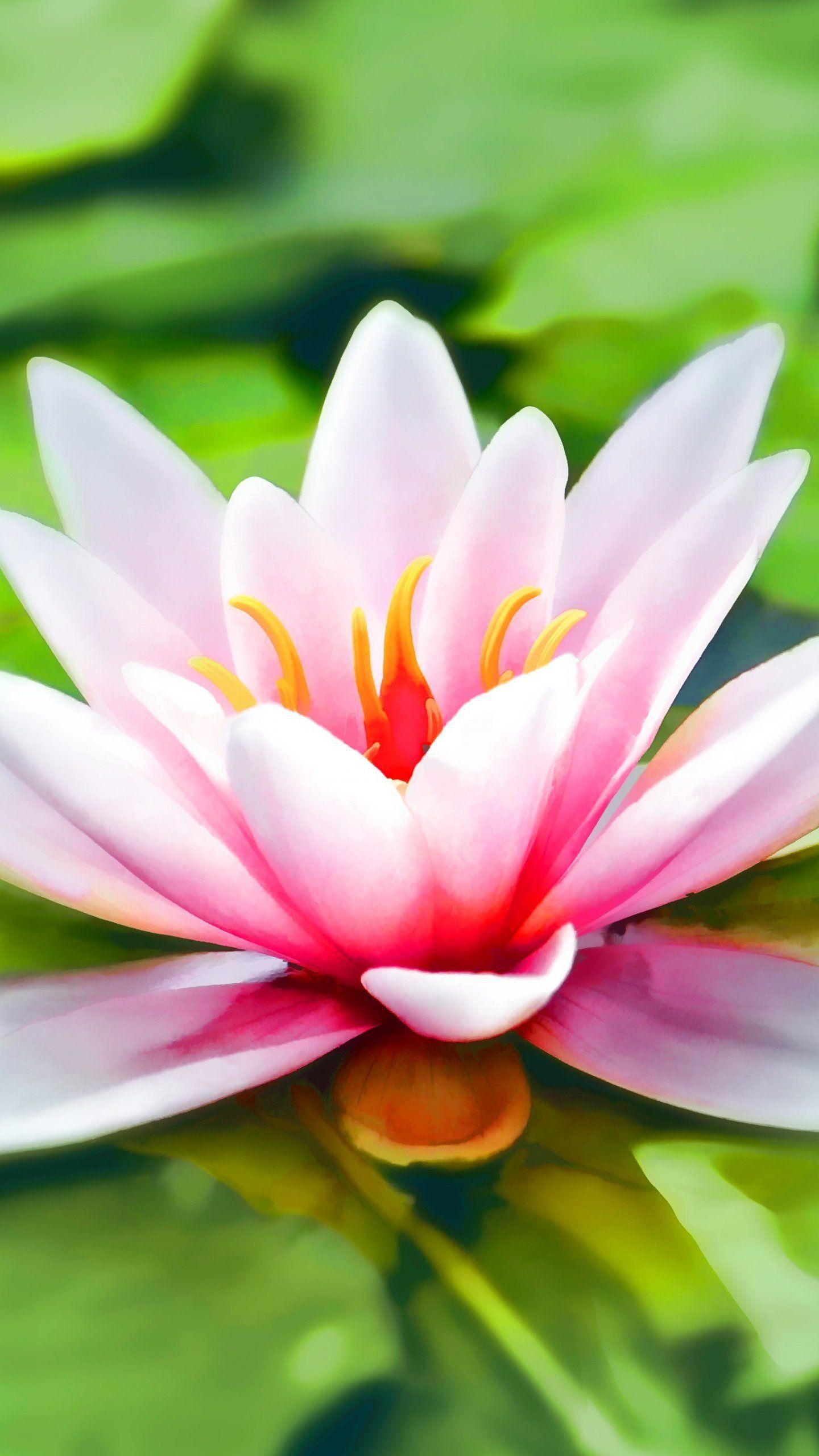 1440x2560 Water Lily Wallpaper, Android & Desktop Background