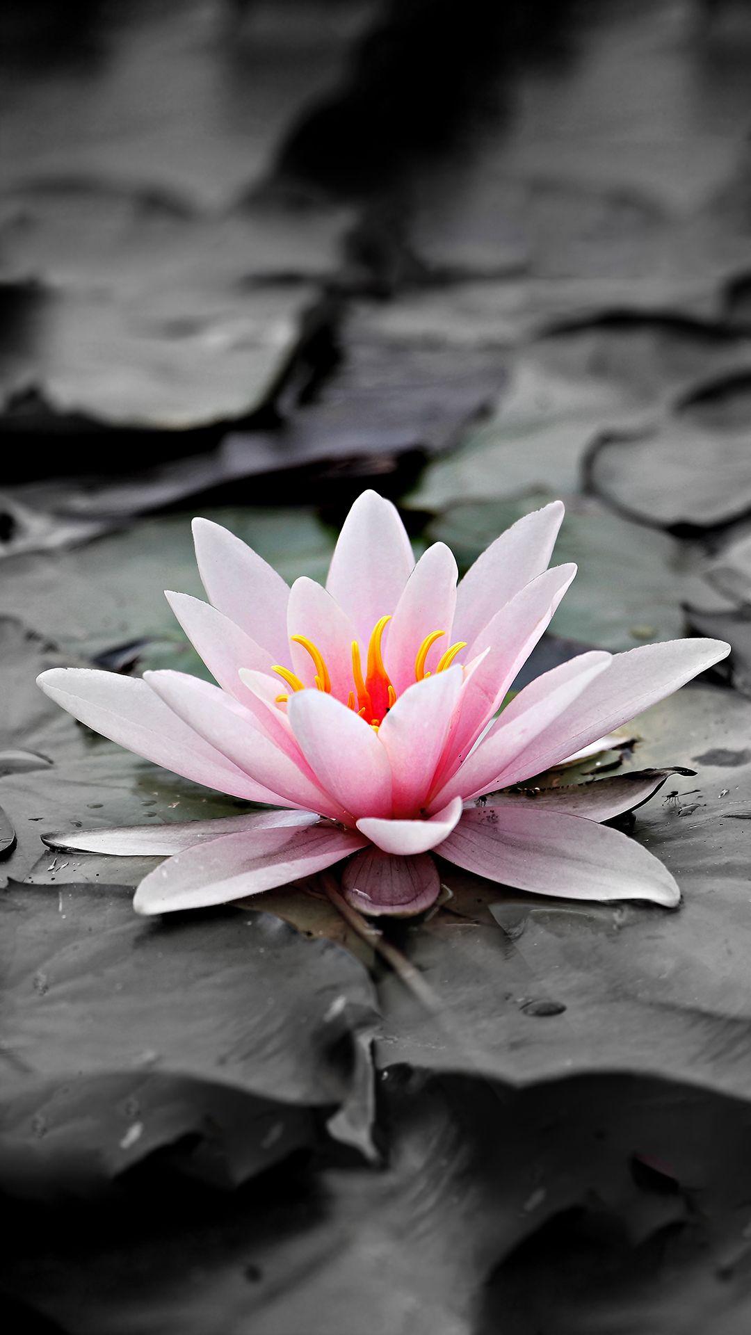 Lily iPhone Wallpapers Top Free Lily iPhone Backgrounds WallpaperAccess