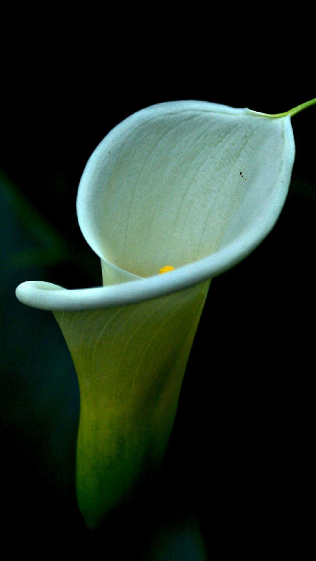 1080x1920 Calla Lily iPhone Wallpaper