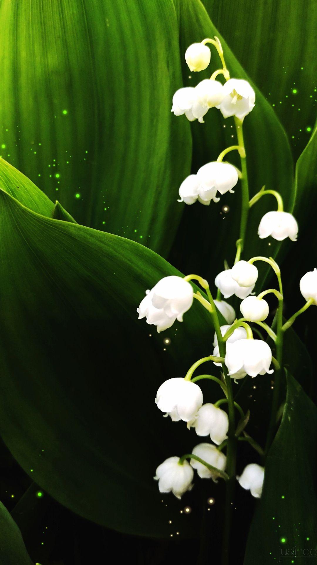 1080x1920 Lily of the Valley