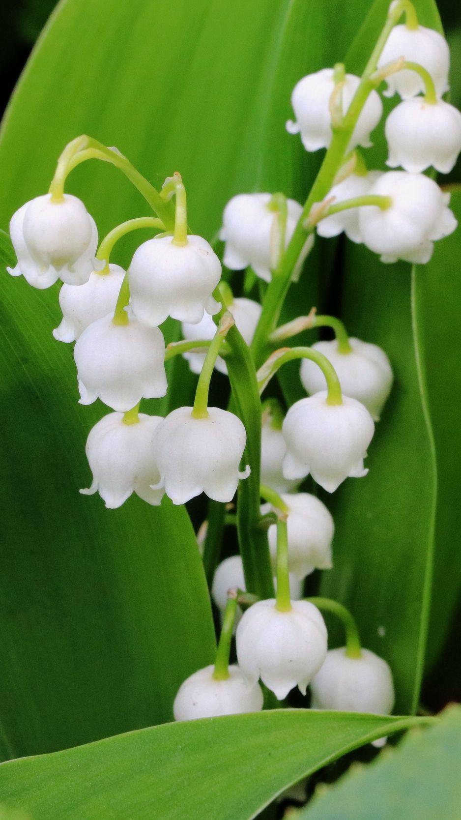 Lily of The Valley Wallpapers - Top Free Lily of The Valley Backgrounds ...