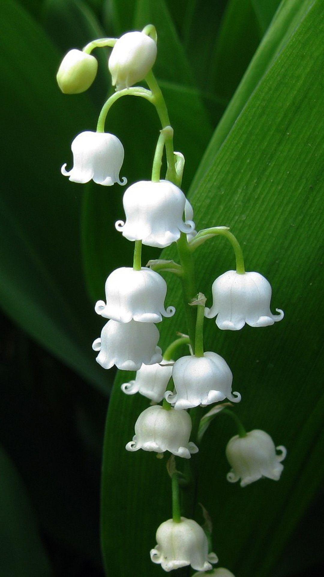 1080x1920 Nature Lily Of Valley iPhone 8 Wallpaper Free Download
