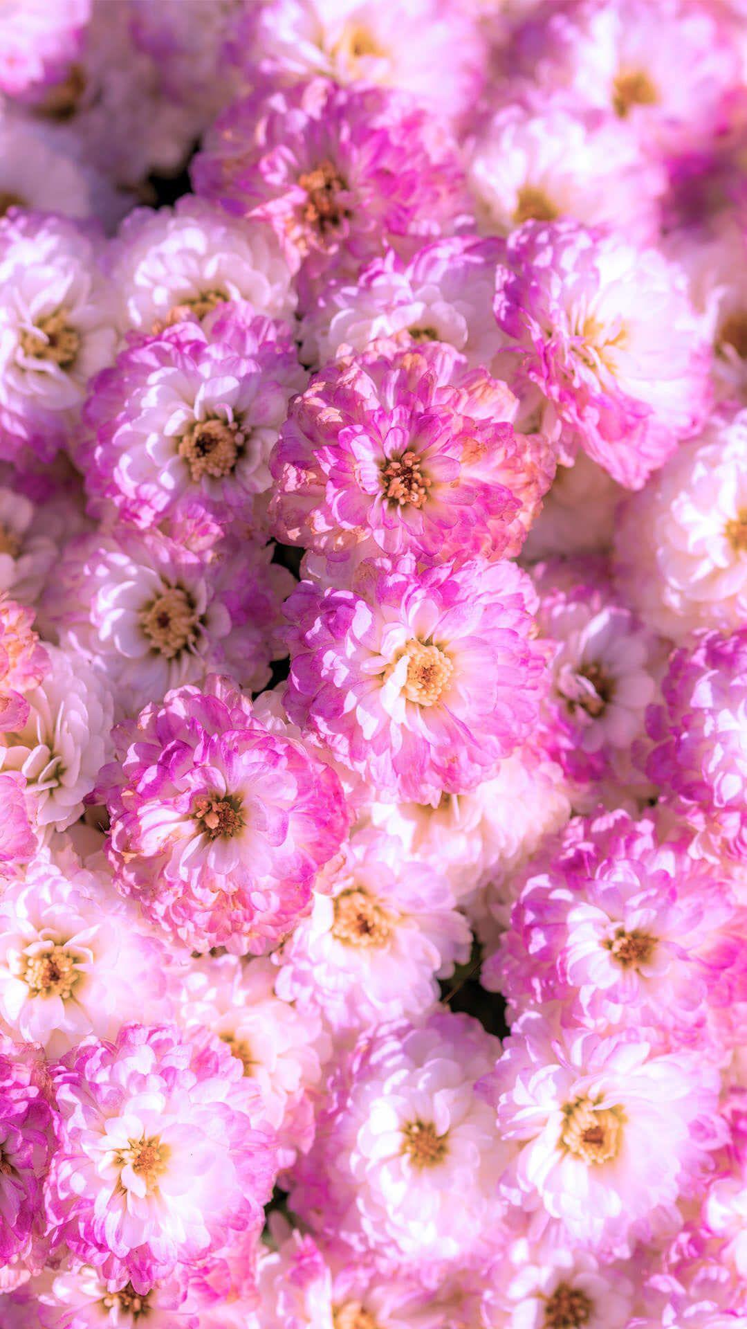 1080x1920 Những bông hoa đẹp nhất Hình nền & Nền iPhone
