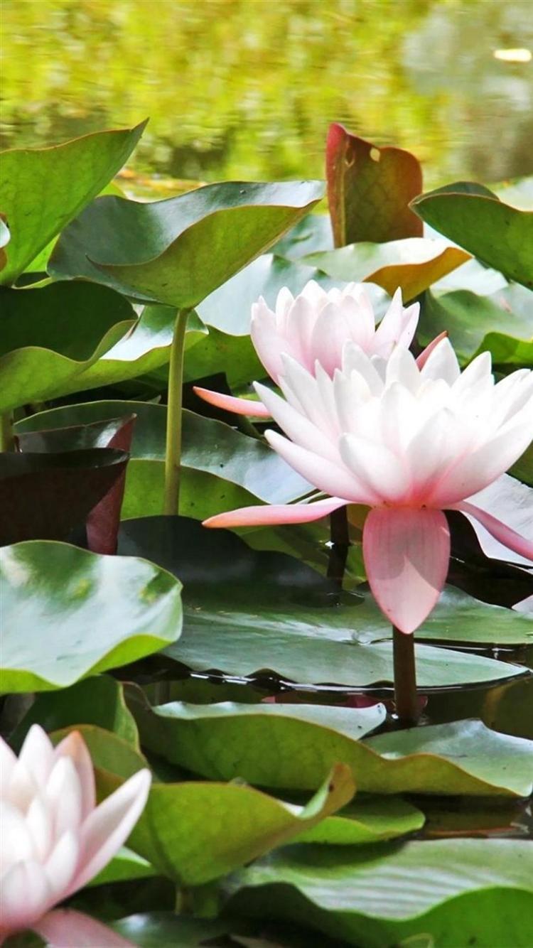 Lily iPhone Wallpapers Top Free Lily iPhone Backgrounds WallpaperAccess