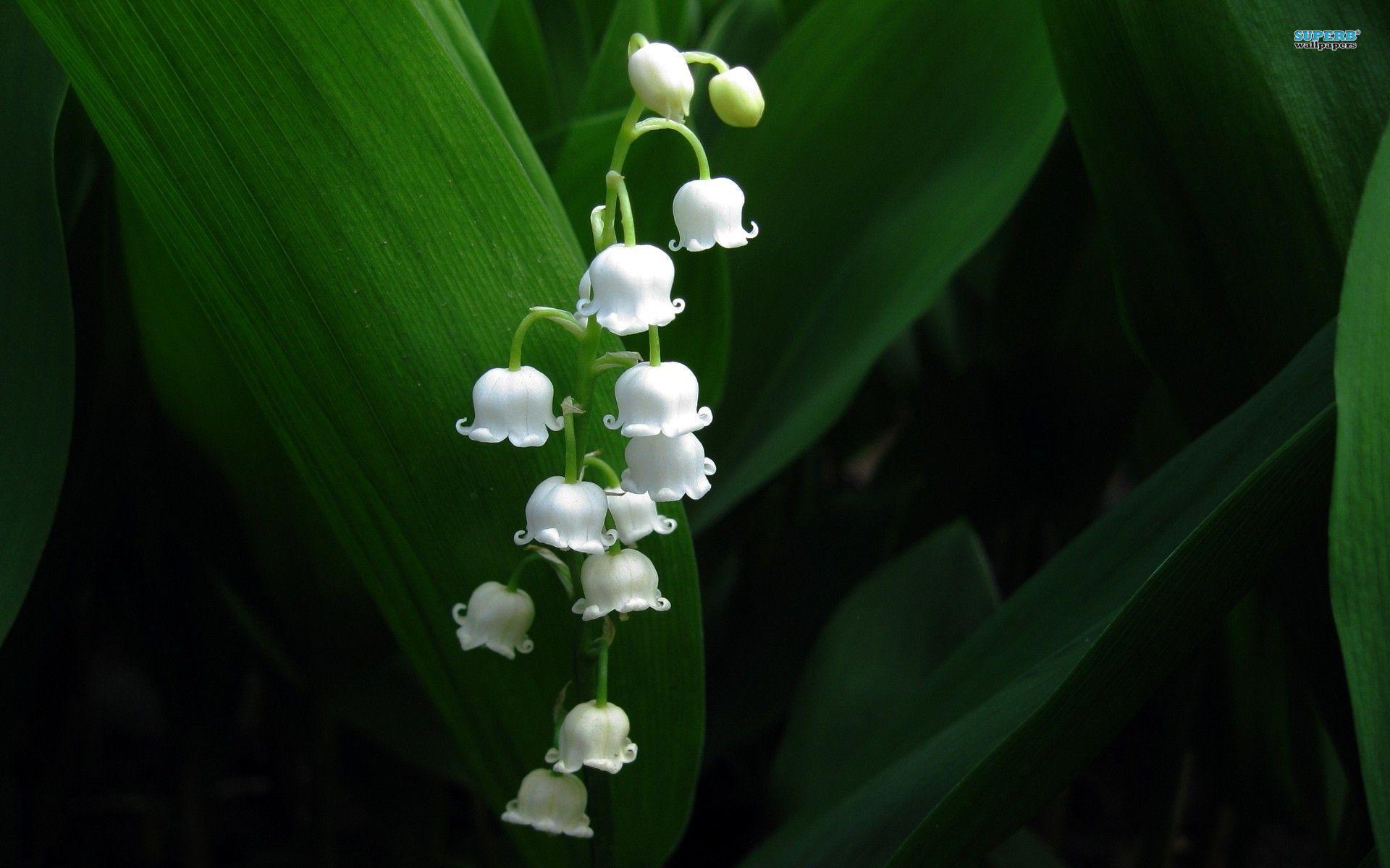 1920x1200 Lily of the Valley Background