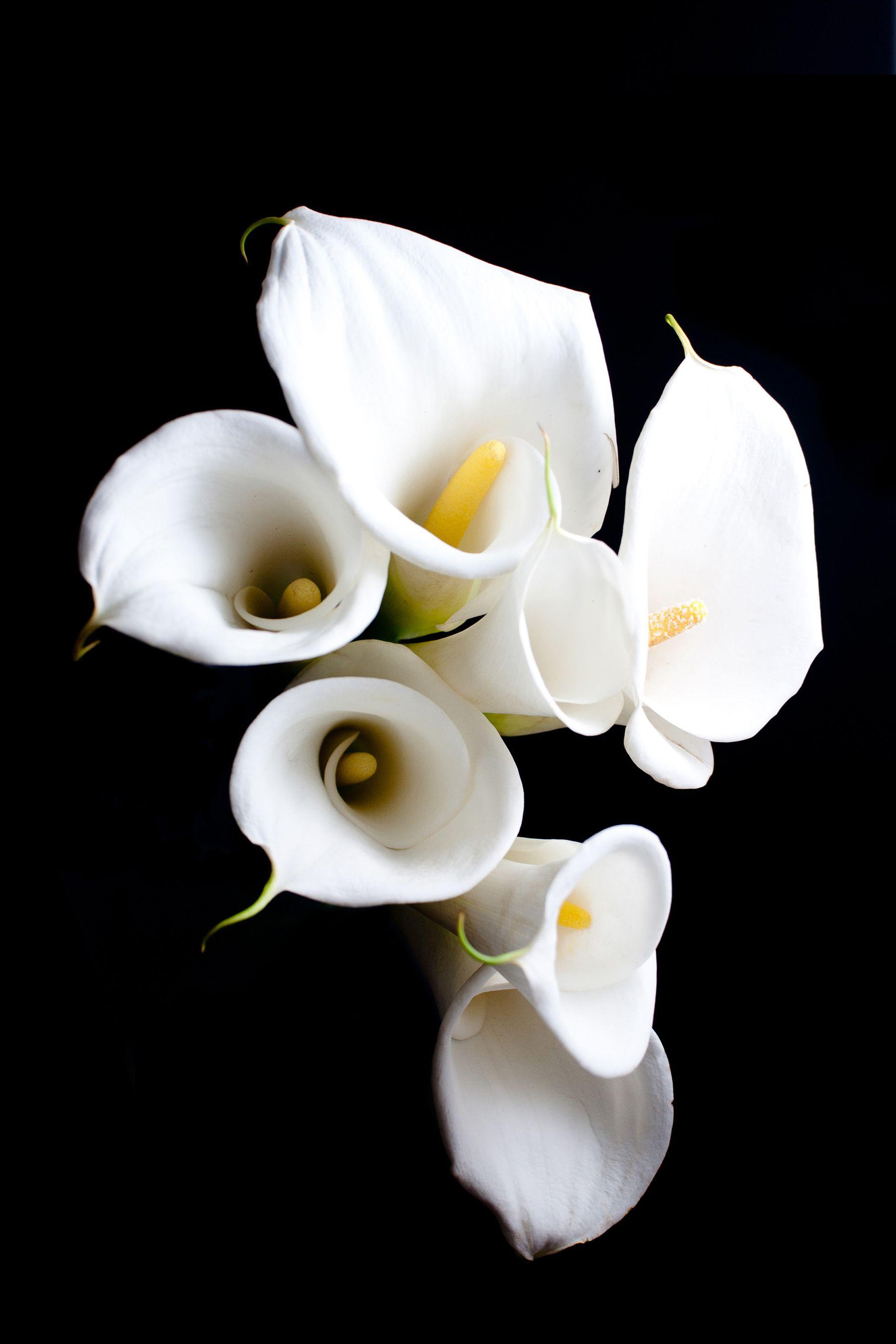 1800x2700 Calla Lily Wallpaper