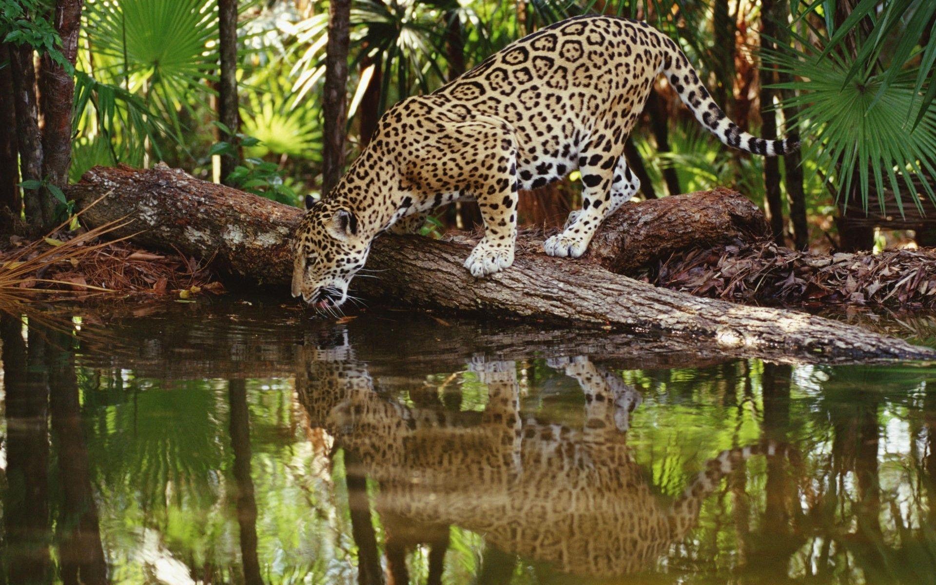 1920x1200 Wild Cat Leopard Drinking Water in Jungle HD Wallpaper. HD