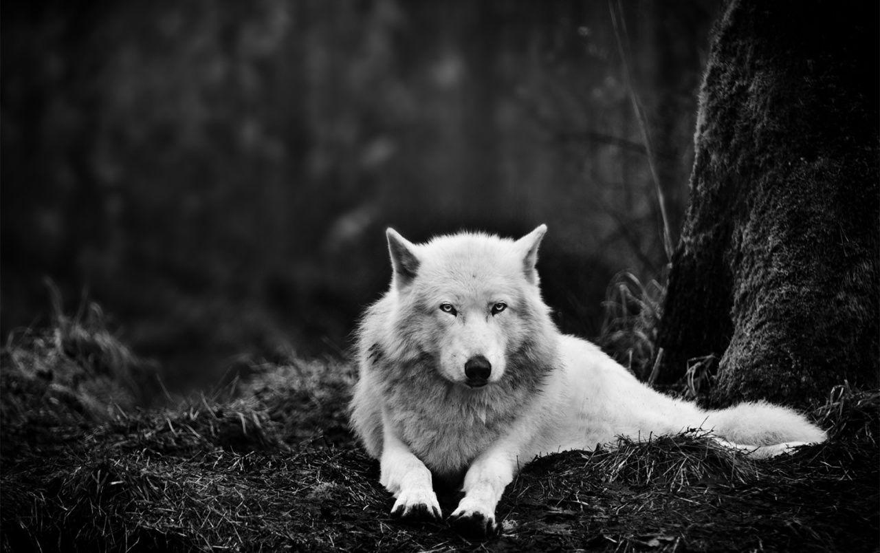 1280x804 White Wolf in the Wild wallpaper. White Wolf in the Wild