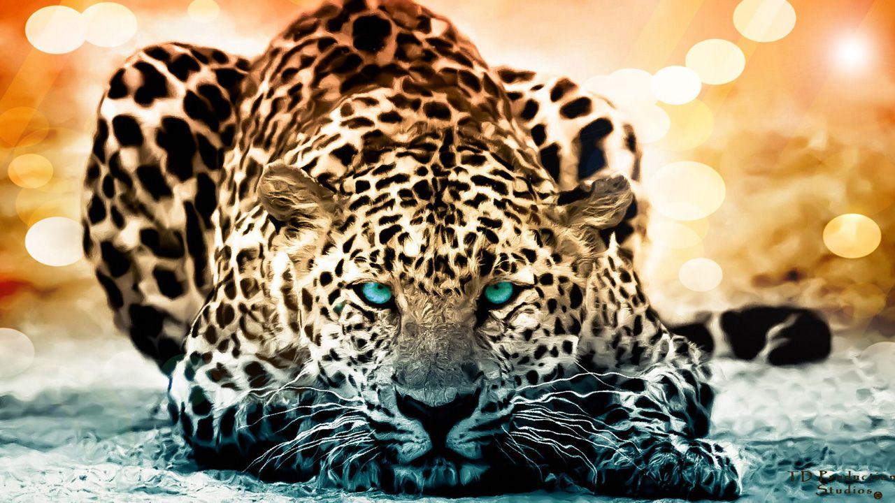 1280x720 Wild Wallpaper #UJO9N 455.54 Kb