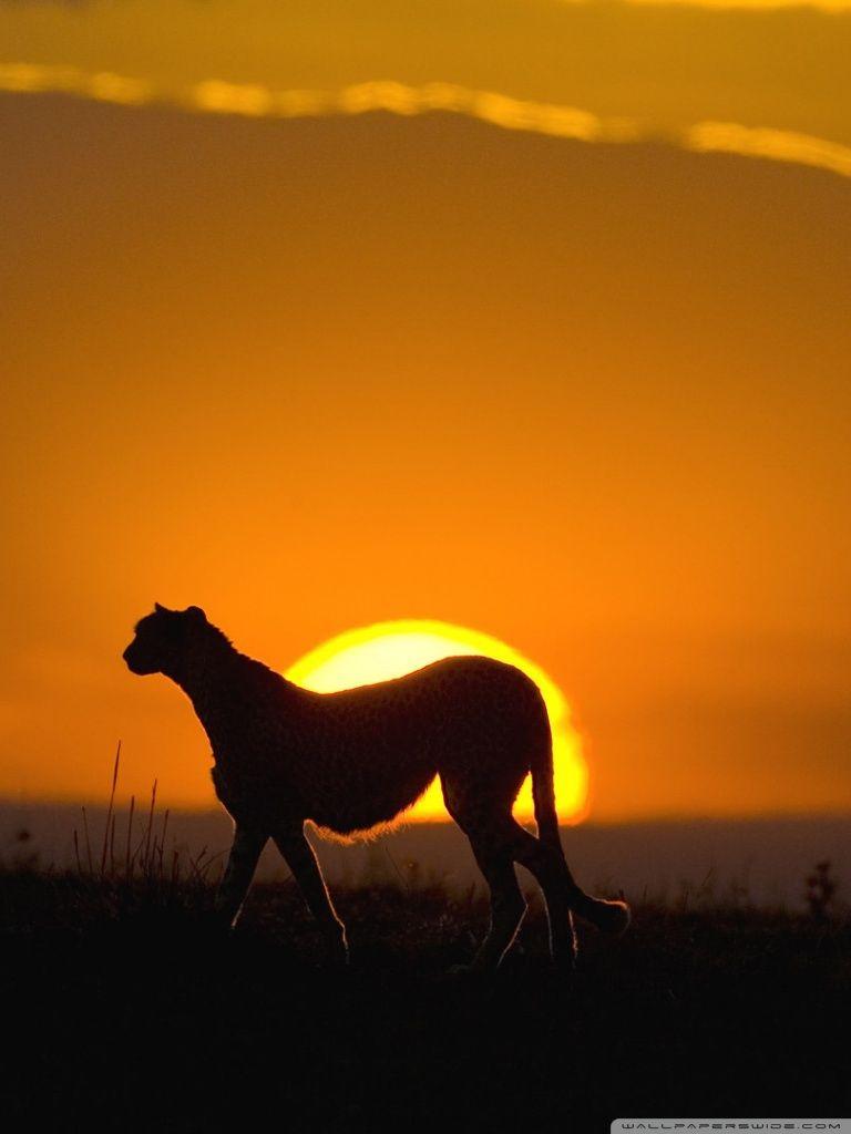 768x1024 Wild Animal Ultra HD Desktop Background Wallpaper for 4K UHD TV
