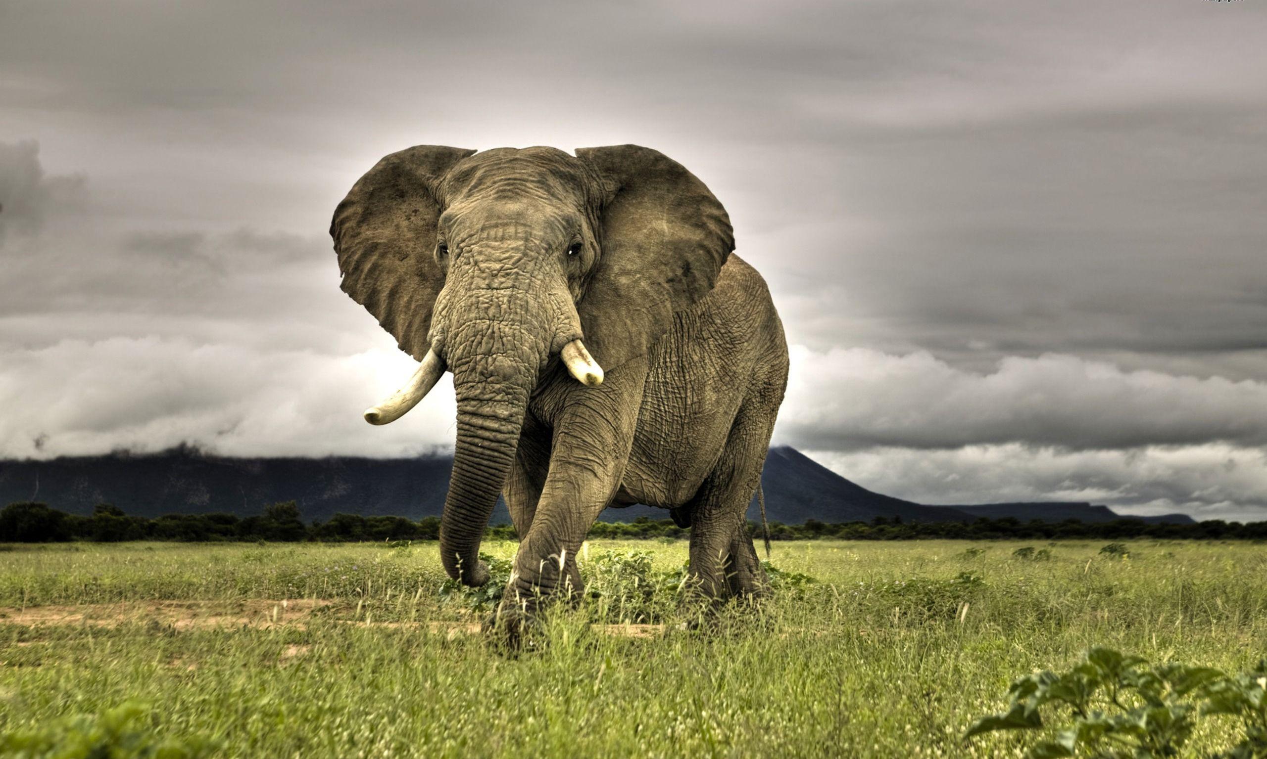 2560x1535 Wild Wallpaper Full HD T4PV8Z