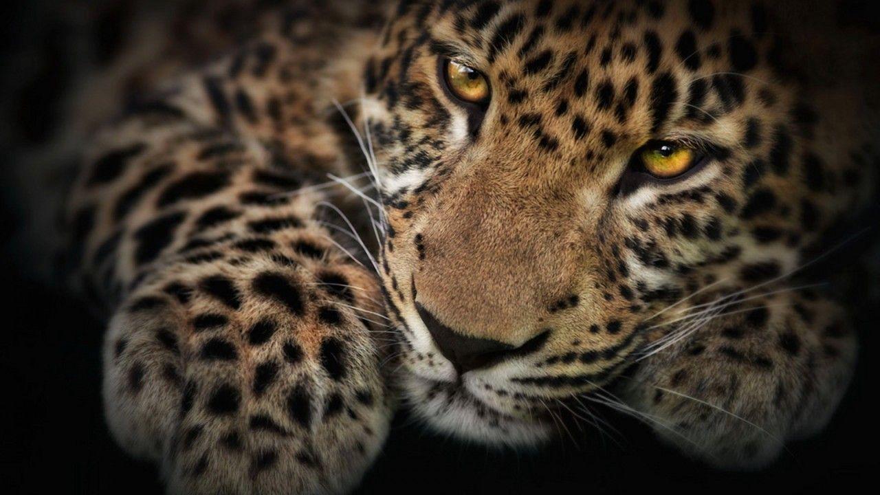 1280x720 Wild Wallpaper