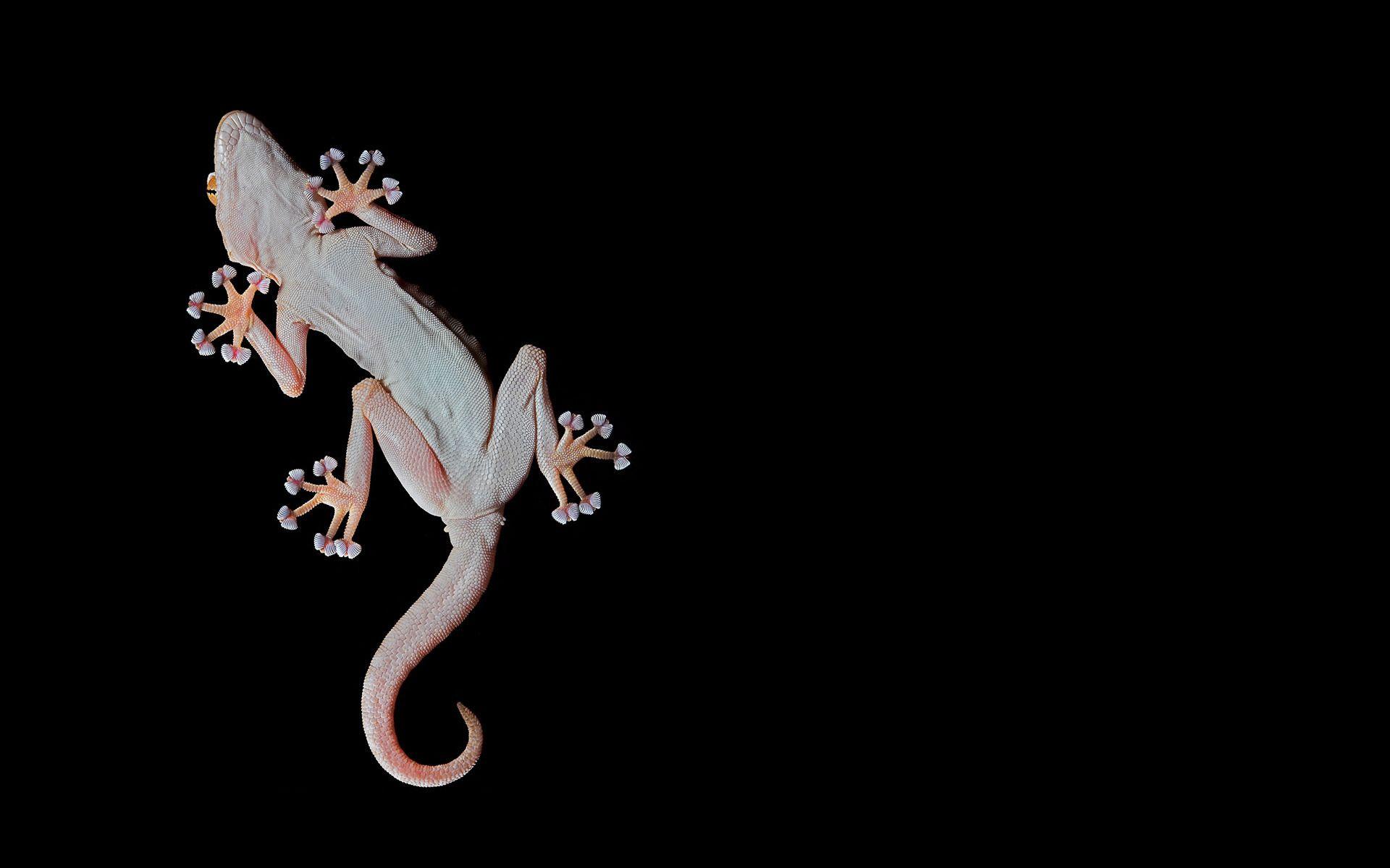 Lizard Desktop Wallpapers - Top Free Lizard Desktop Backgrounds ...