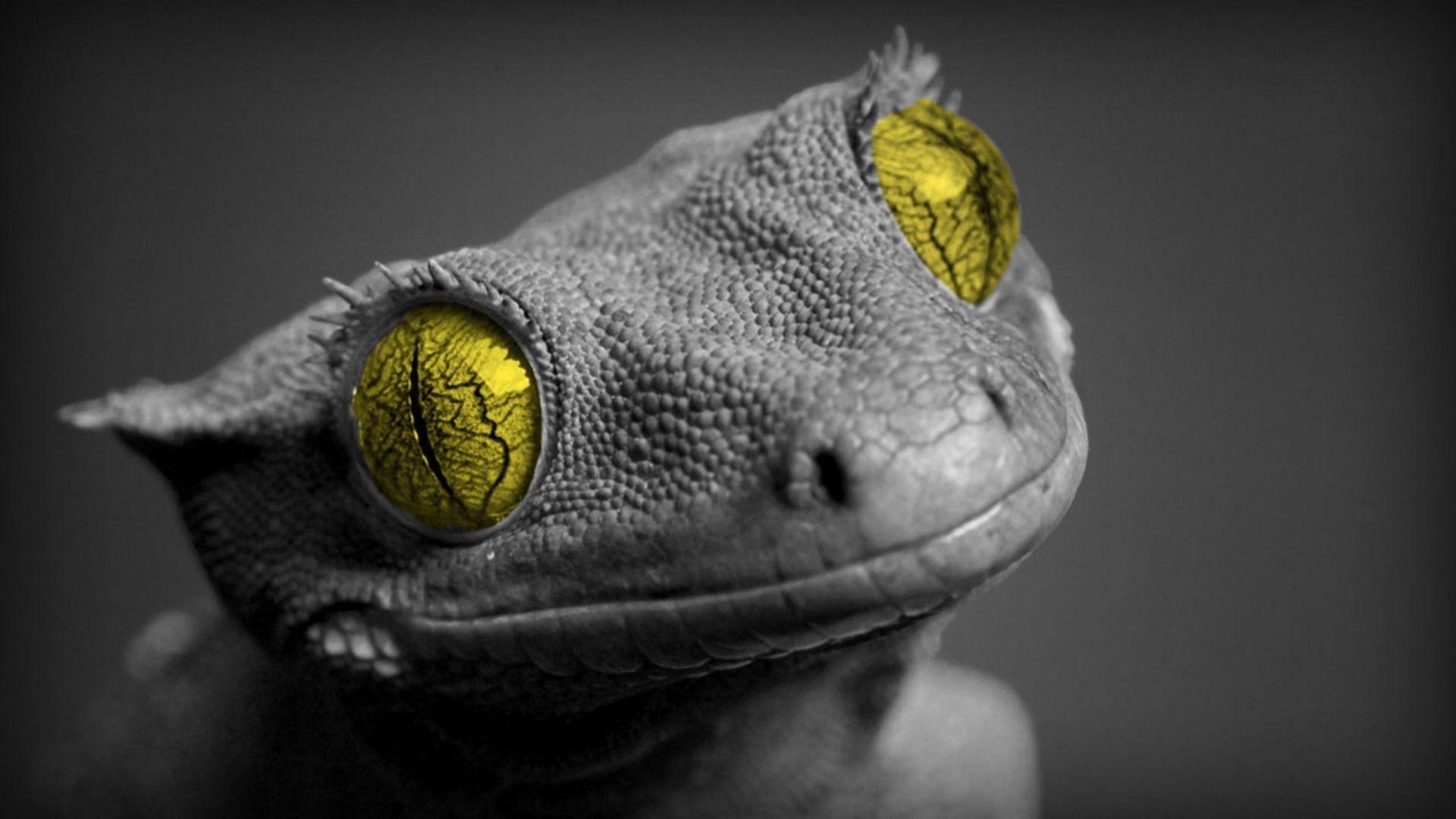 Lizard Desktop Wallpapers - Top Free Lizard Desktop Backgrounds ...
