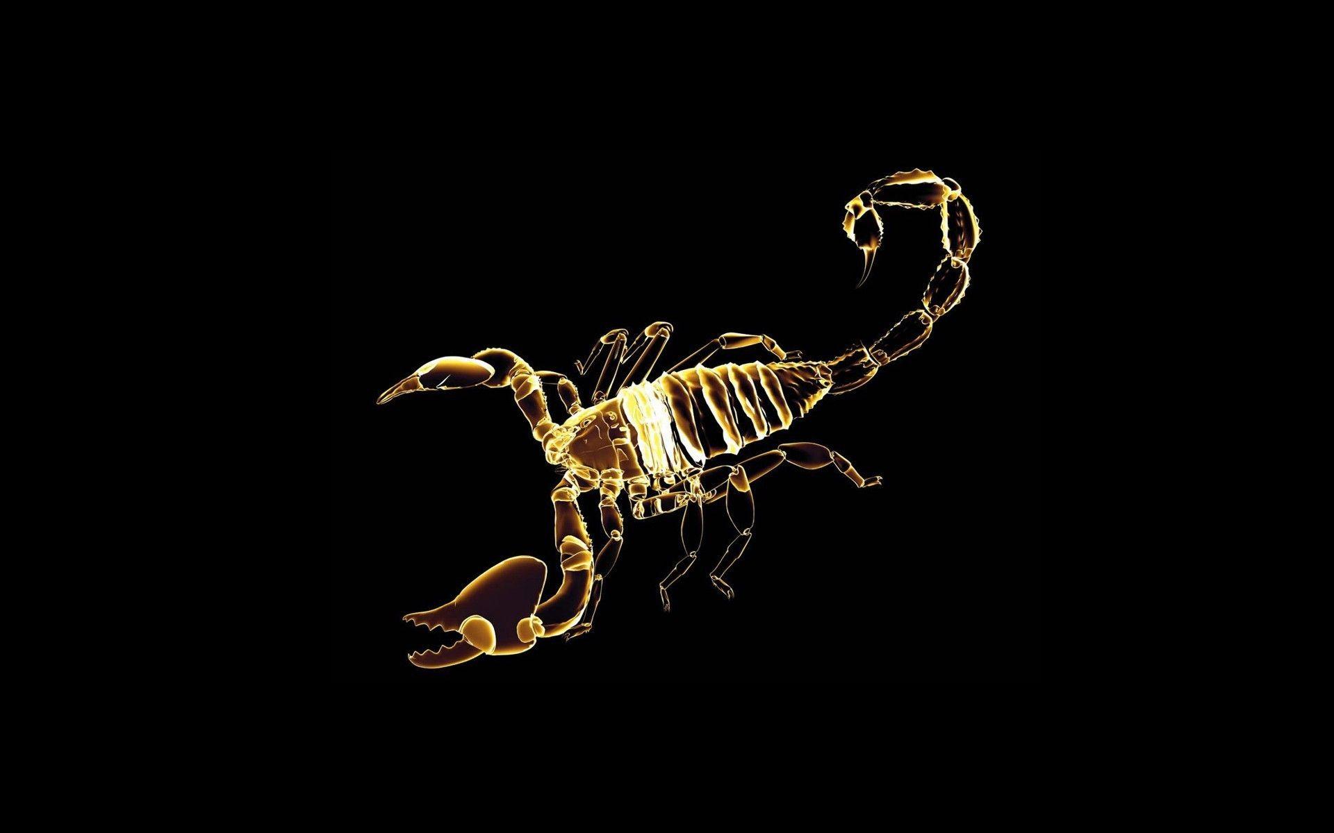 1920x1200 HD Scorpion Background