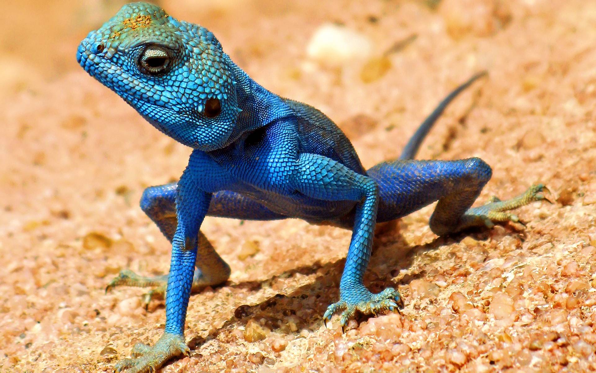 Lizard Desktop Wallpapers - Top Free Lizard Desktop Backgrounds ...