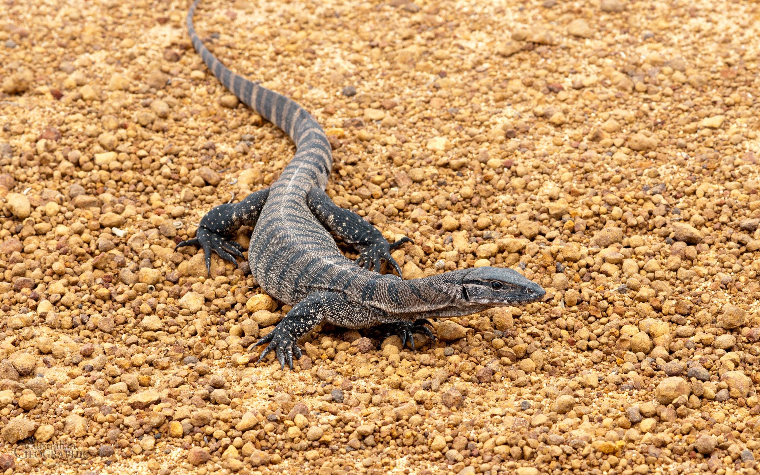 2560x1600 Monitor Lizard wallpaper HD for desktop background