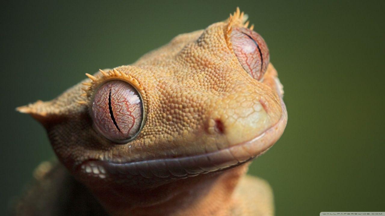 1280x720 Cute Lizard HD Wallpaper