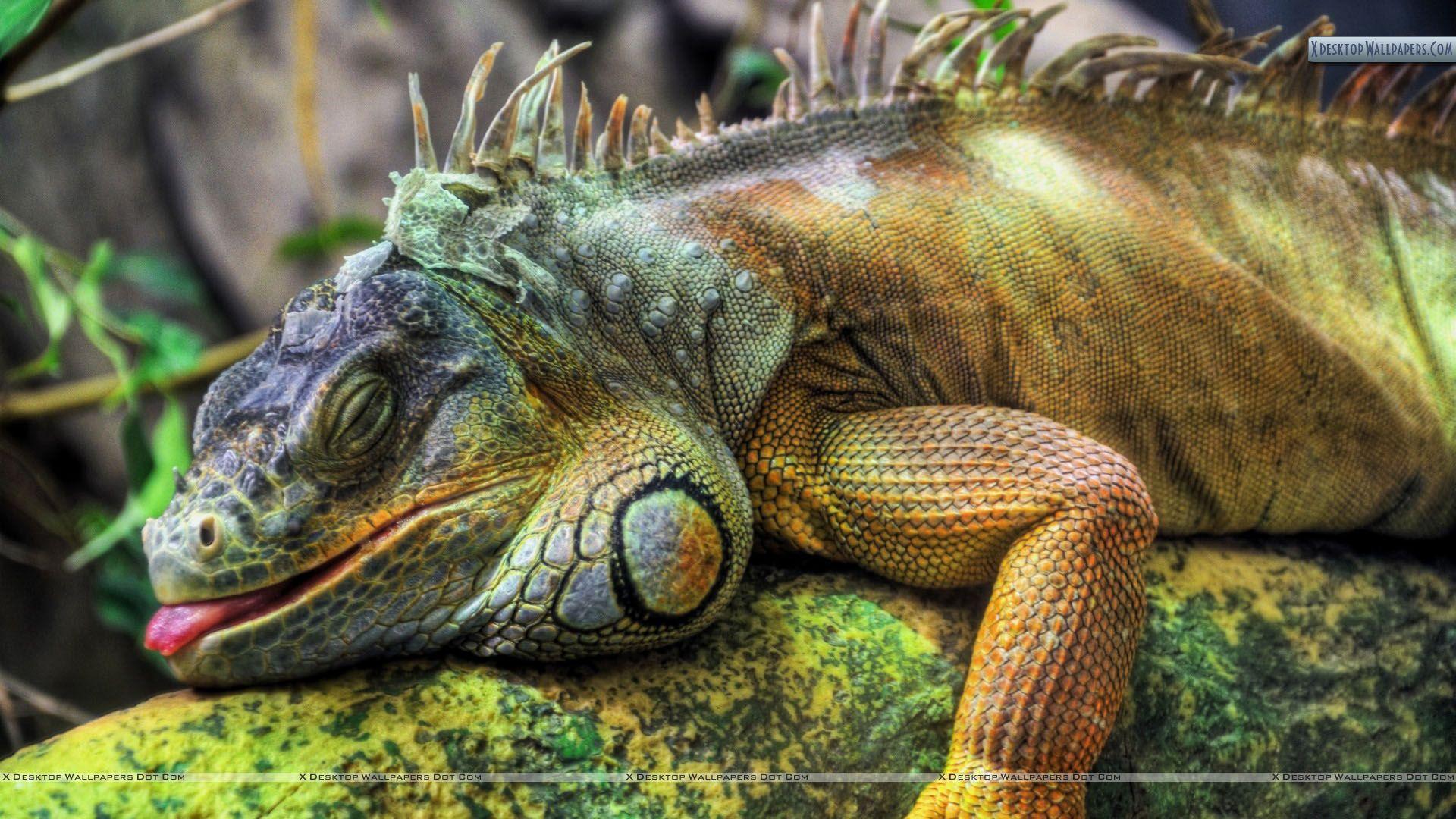 1920x1080 Lazy Colorful Lizard Wallpaper