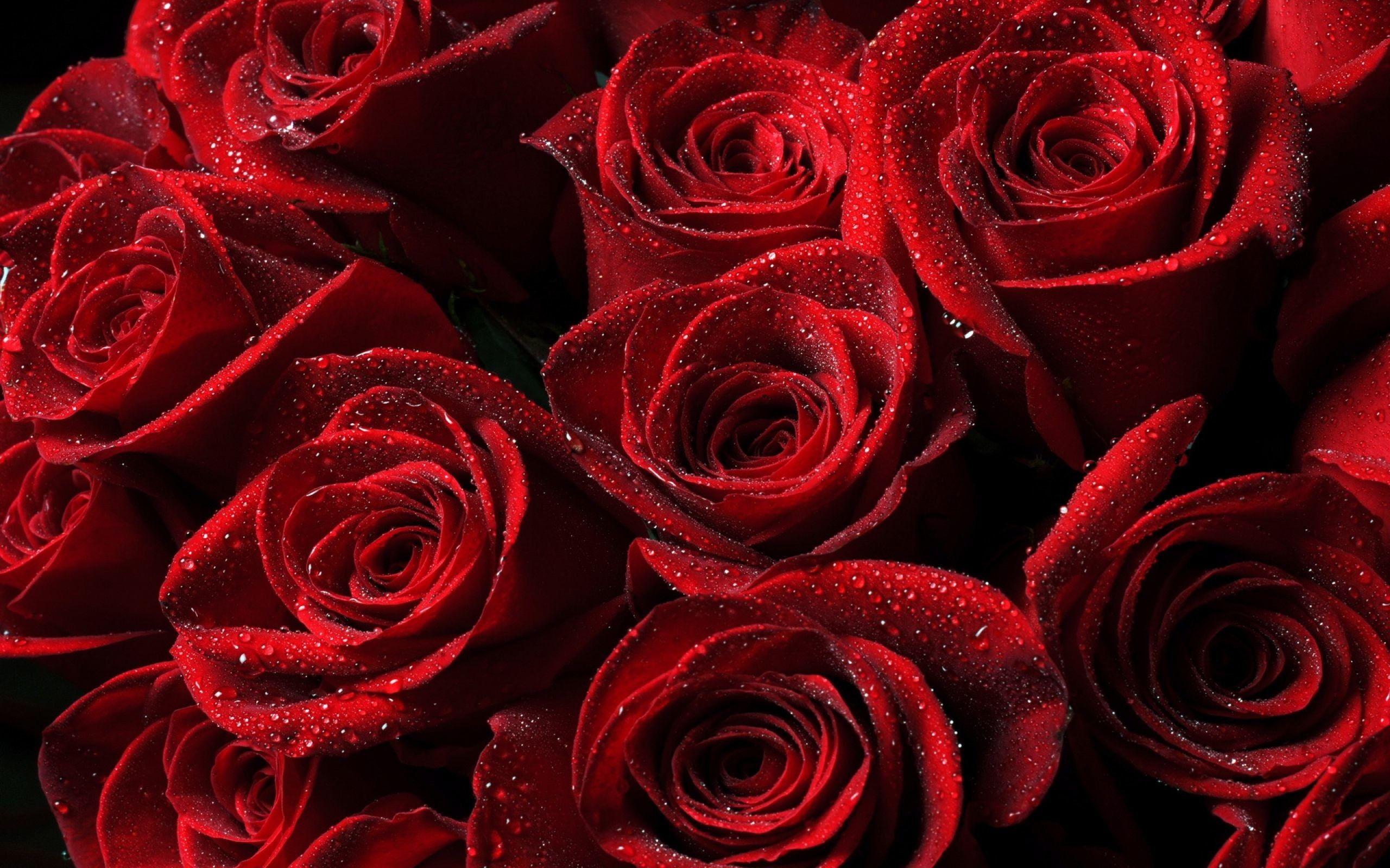 red rose wallpaper